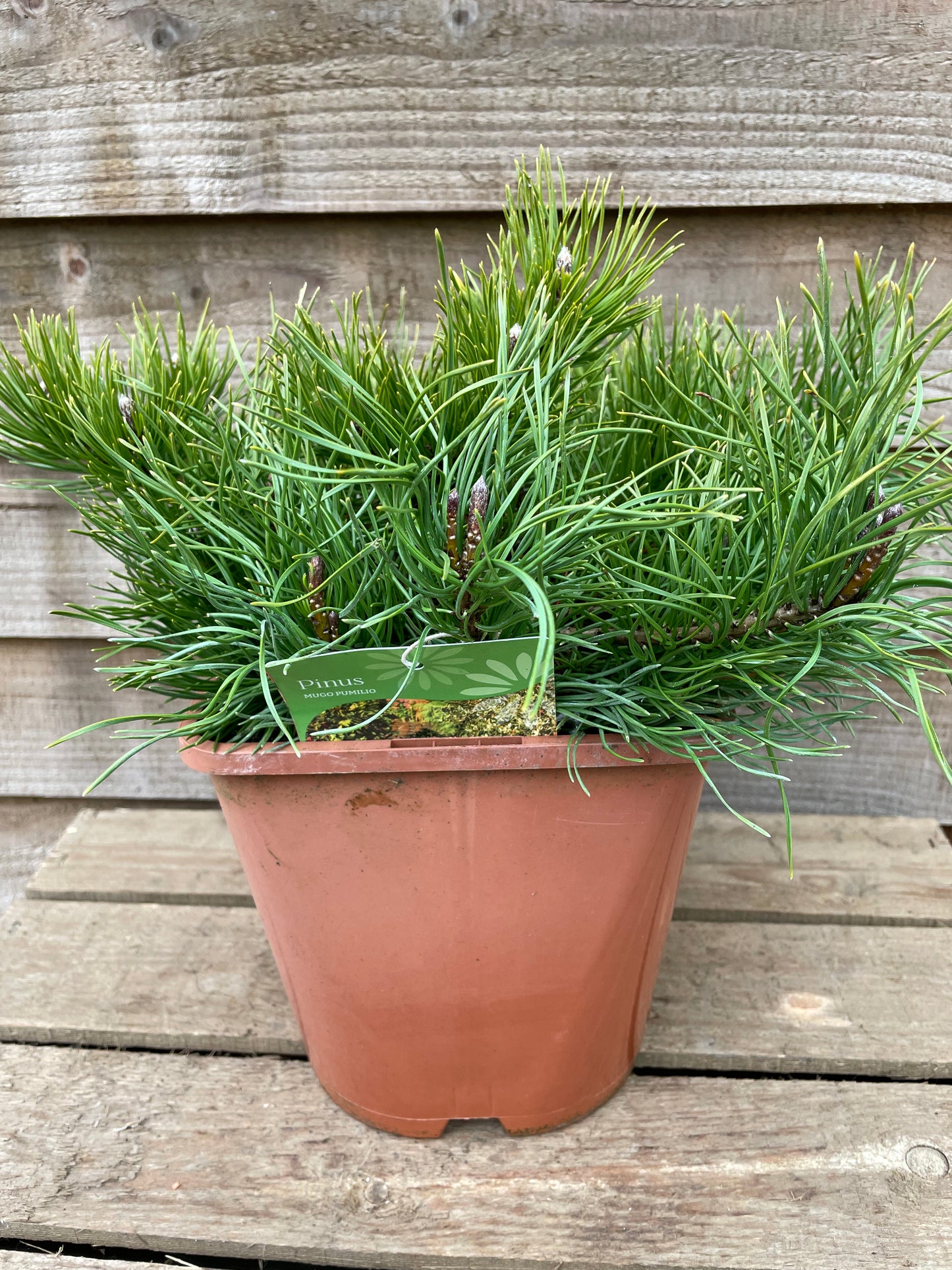 Pot of Pinus Mugo Pumilio