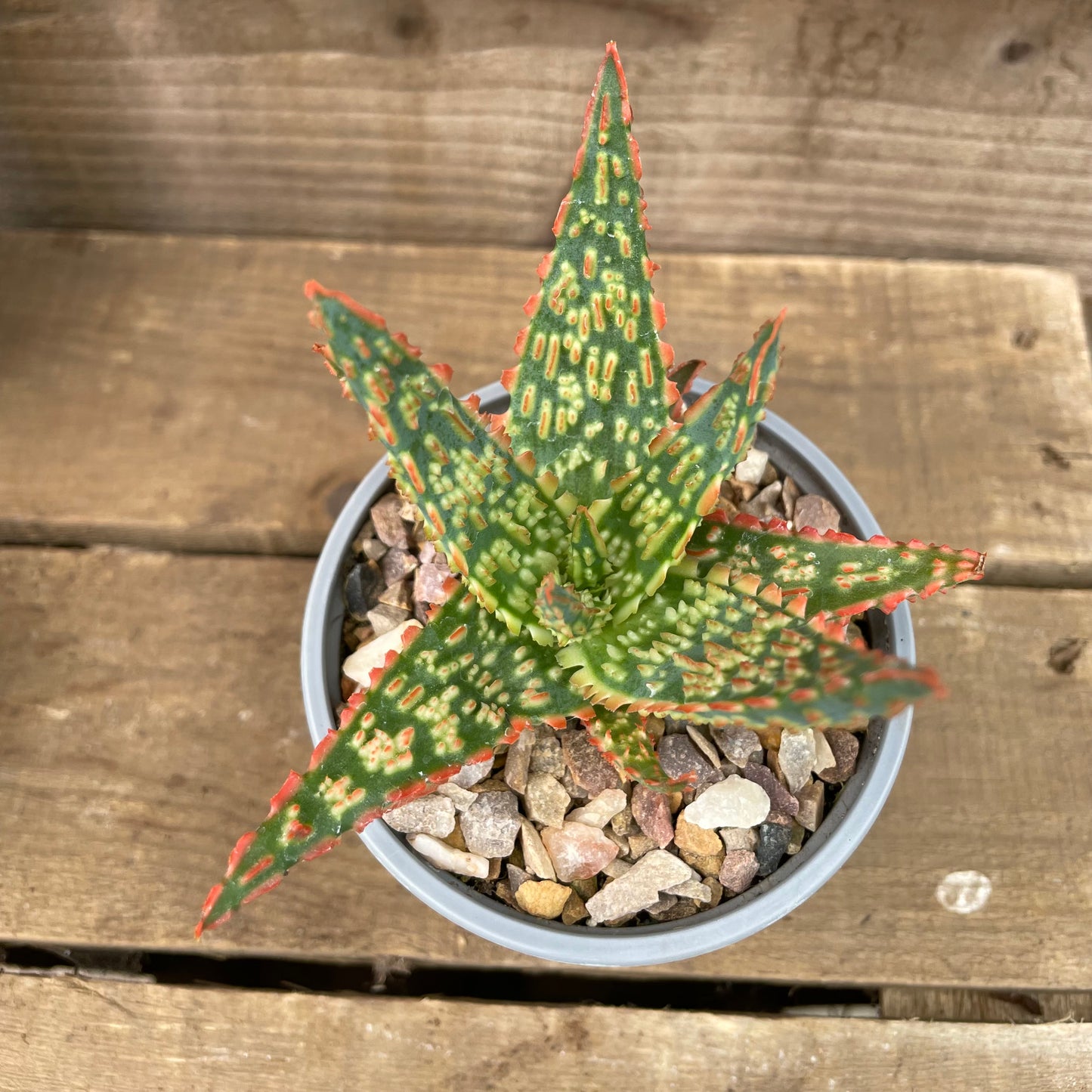 christmas aloe plant in well draining pot