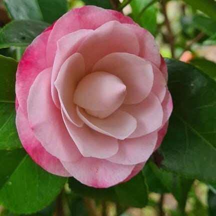 Dark pink Camellia Desire flower