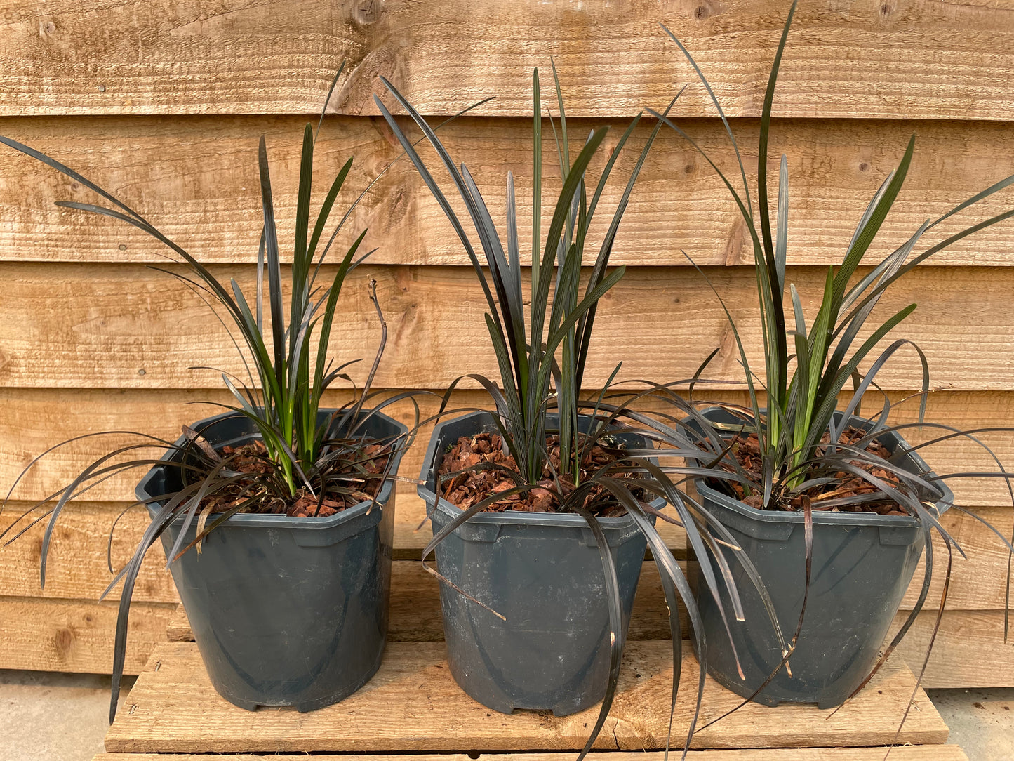 three pots of Ophiopogon Niger black grass