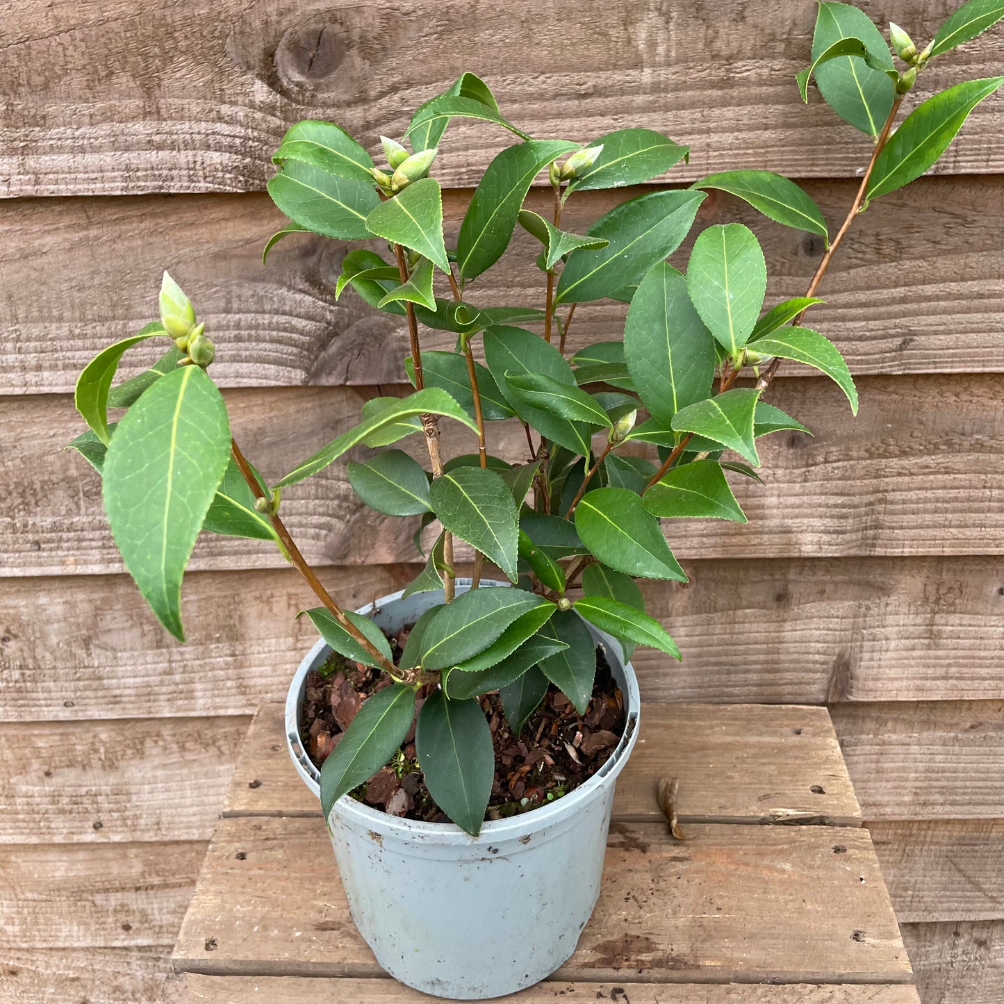 Potted Camellia Donation Plant