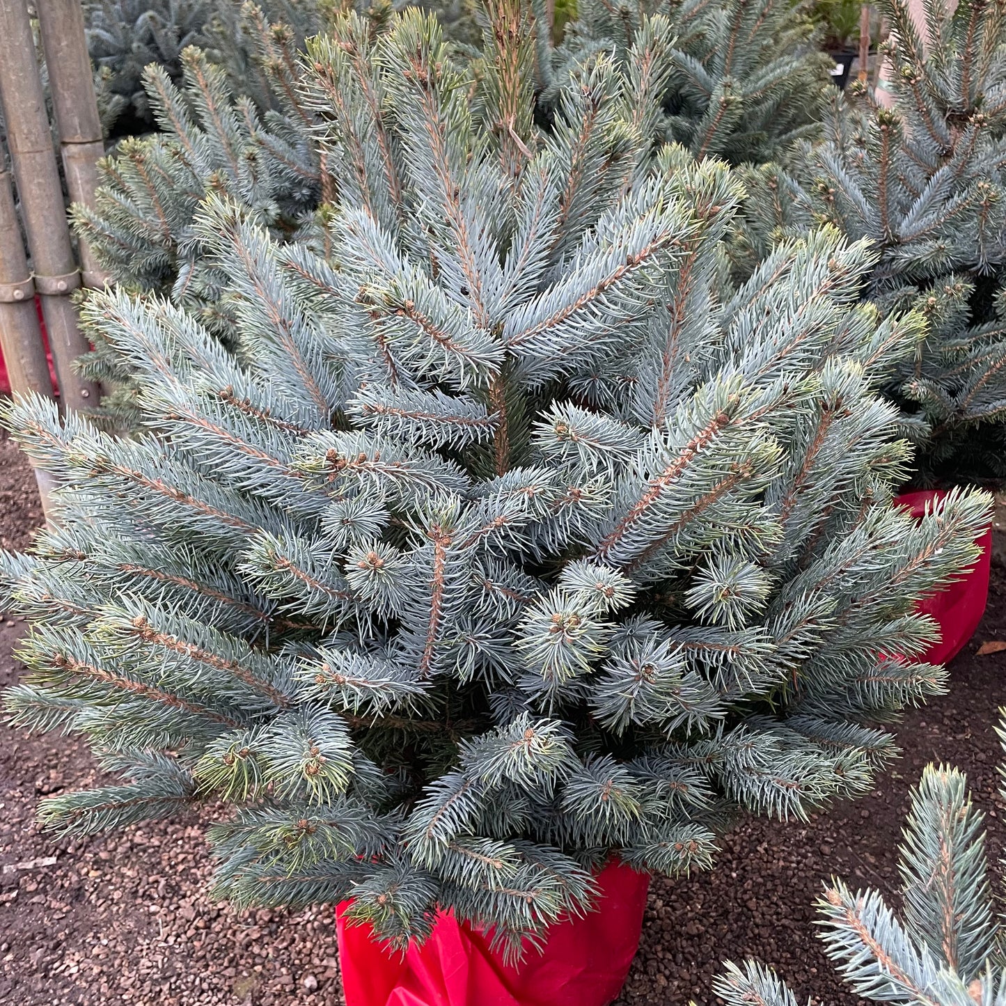 Blue Spruce Christmas Tree