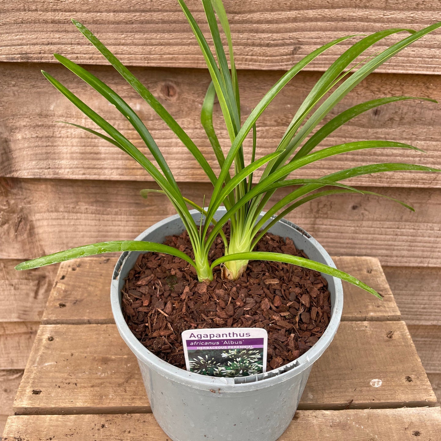 Potted Agapanthus White Plant