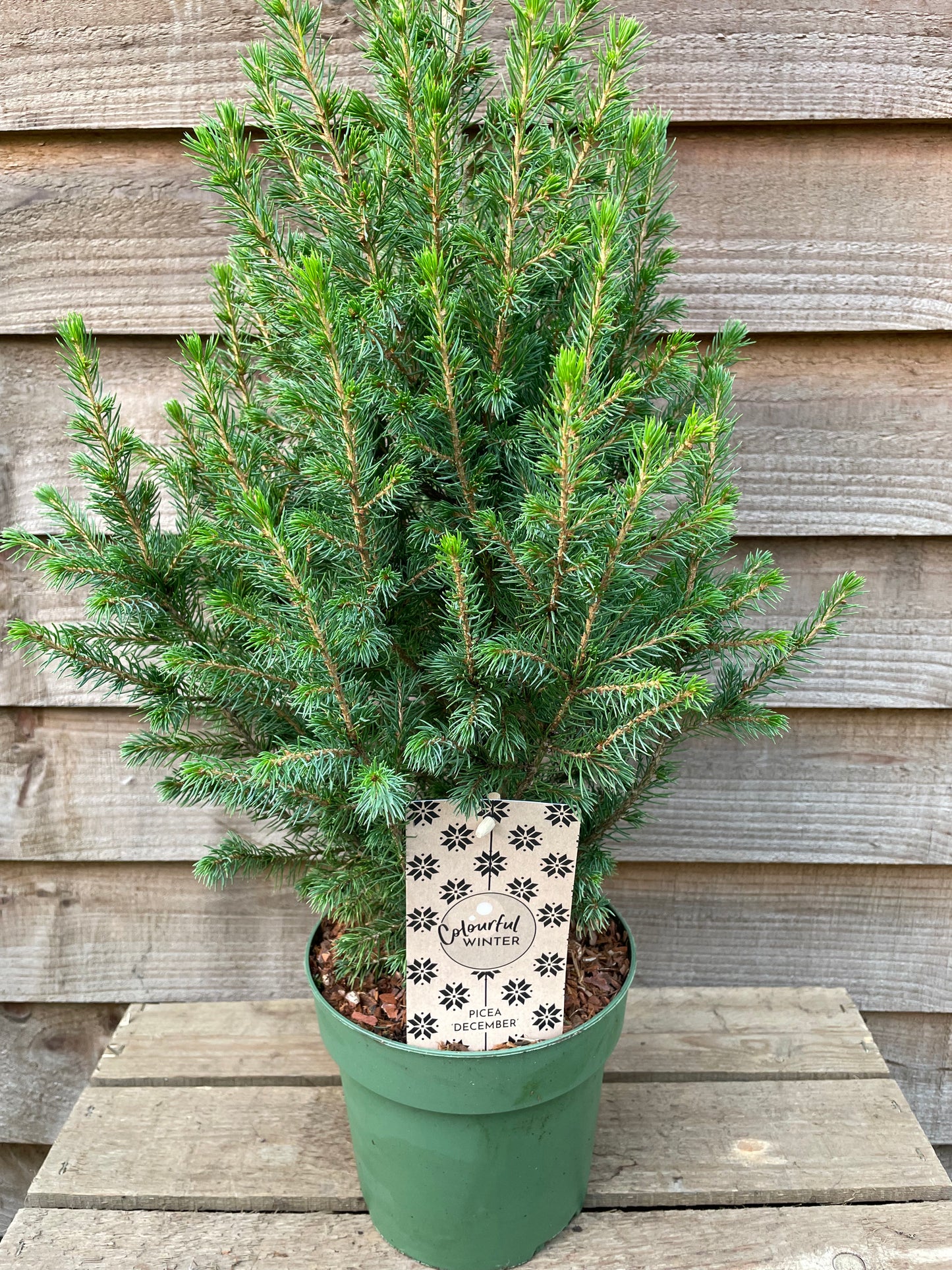 Potted Picea December Tabletop Christmas Tree