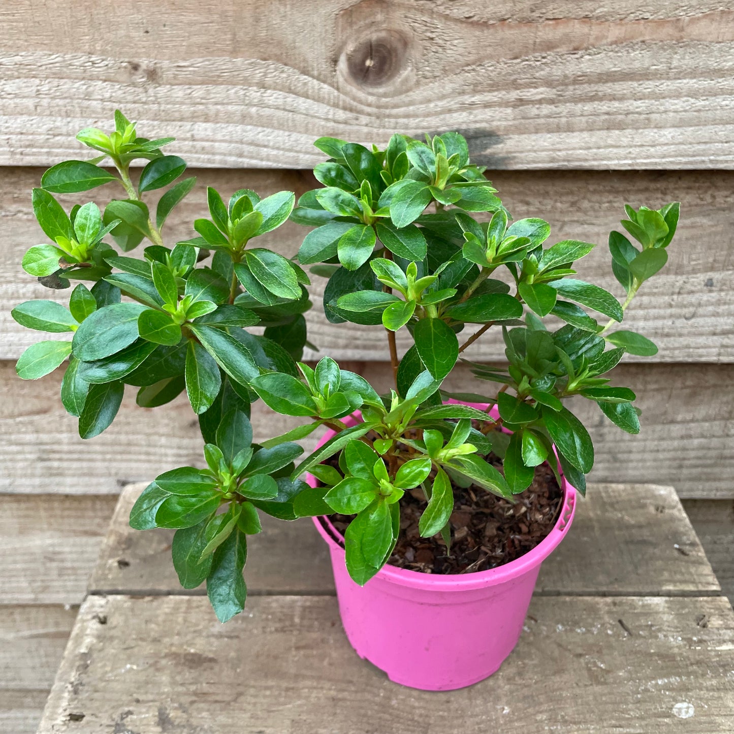 Rhododendron Roehr's Peggy Ann