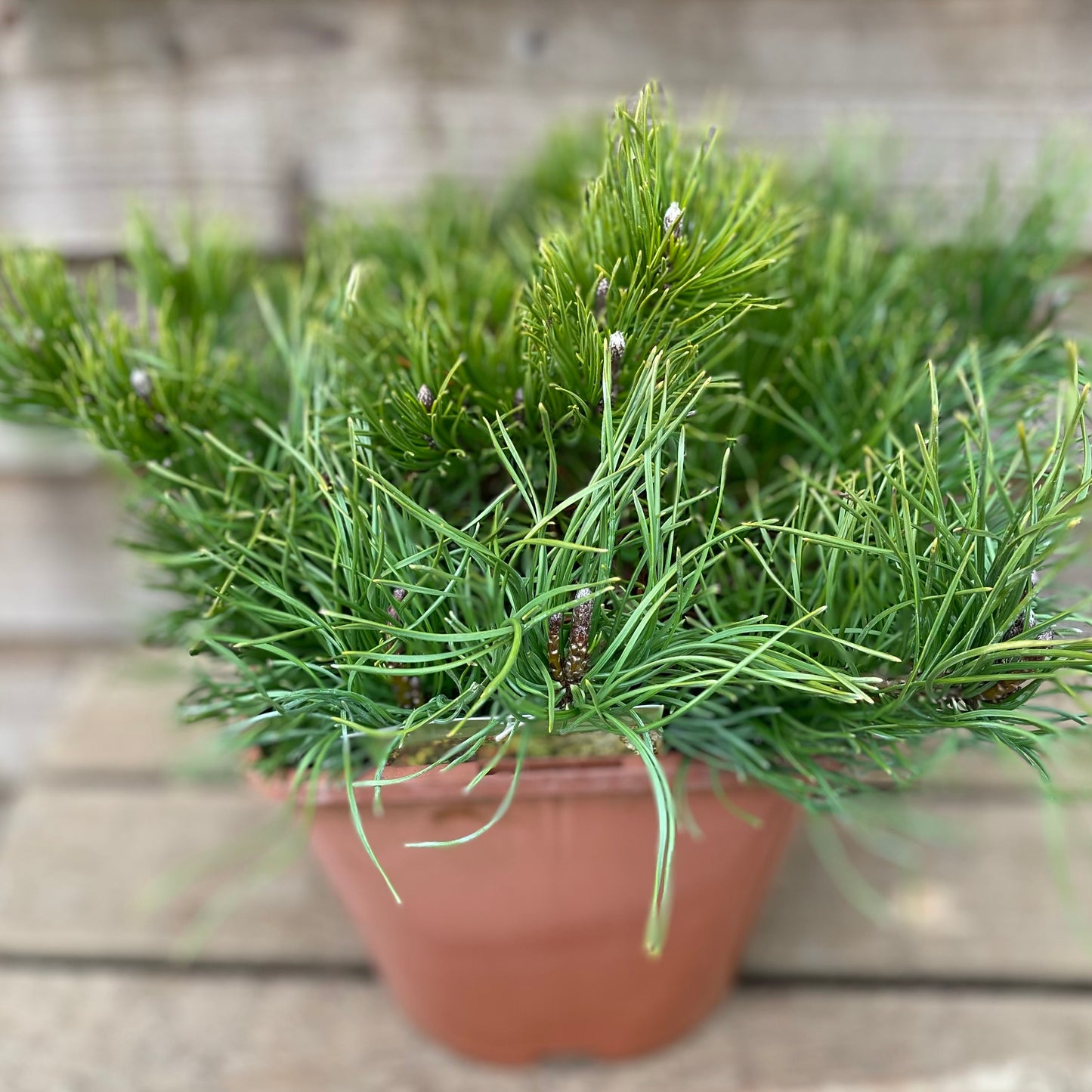 Potted Pinus Mugo Pumilio Plant
