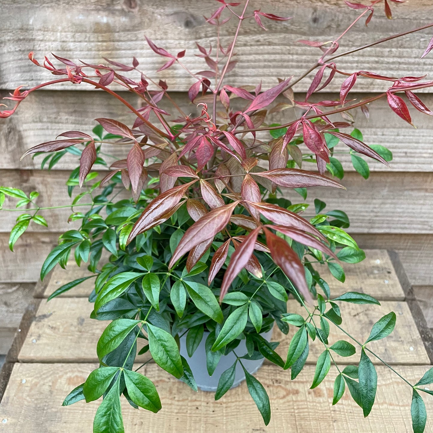 nandina domestica obsessed pot plant