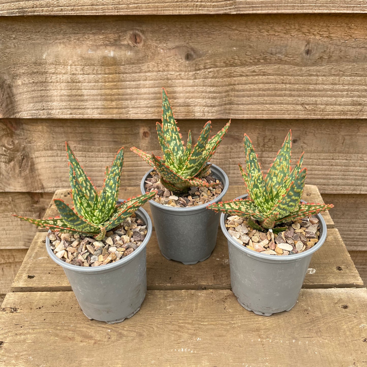 three red and yellow christmas aloe plants