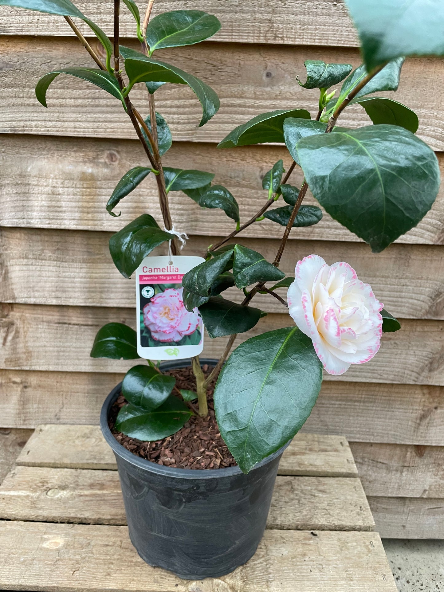 Pot of Camellia Margaret Davis