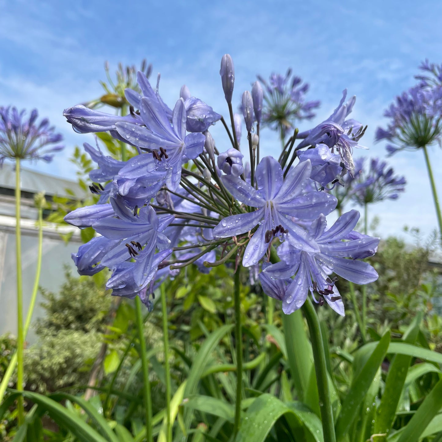 Flowers on agapanthus big blue