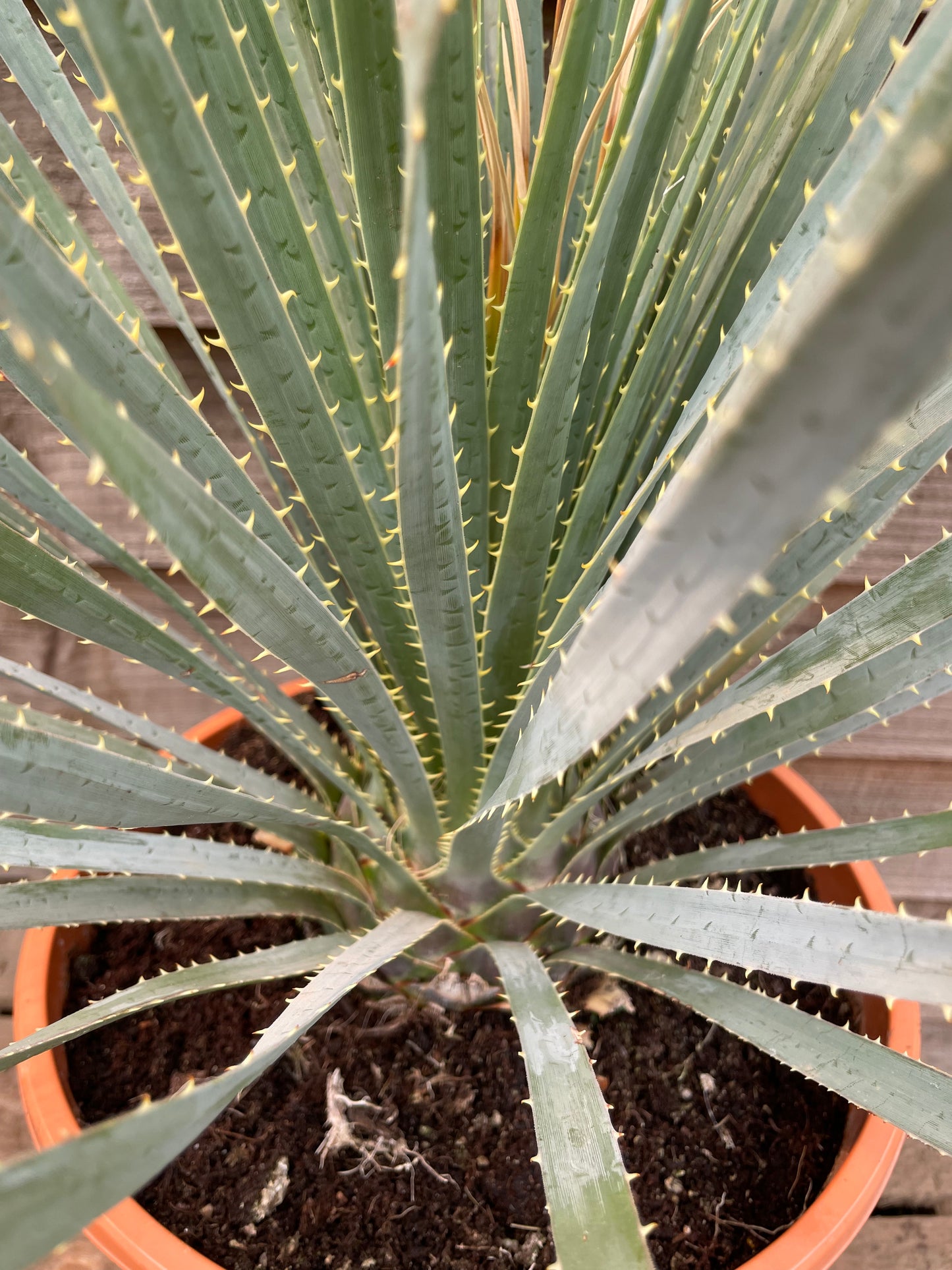 Dasylirion serratifolium