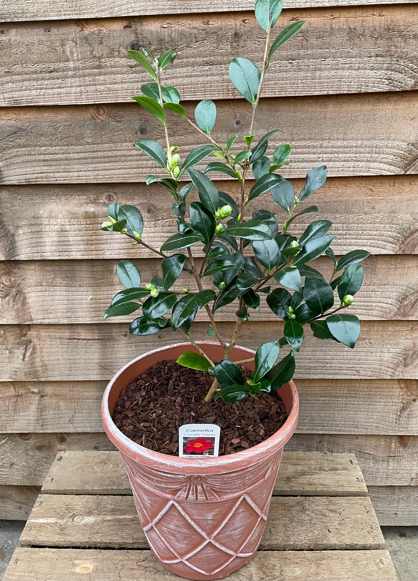 camellia yuletide in decorative pot