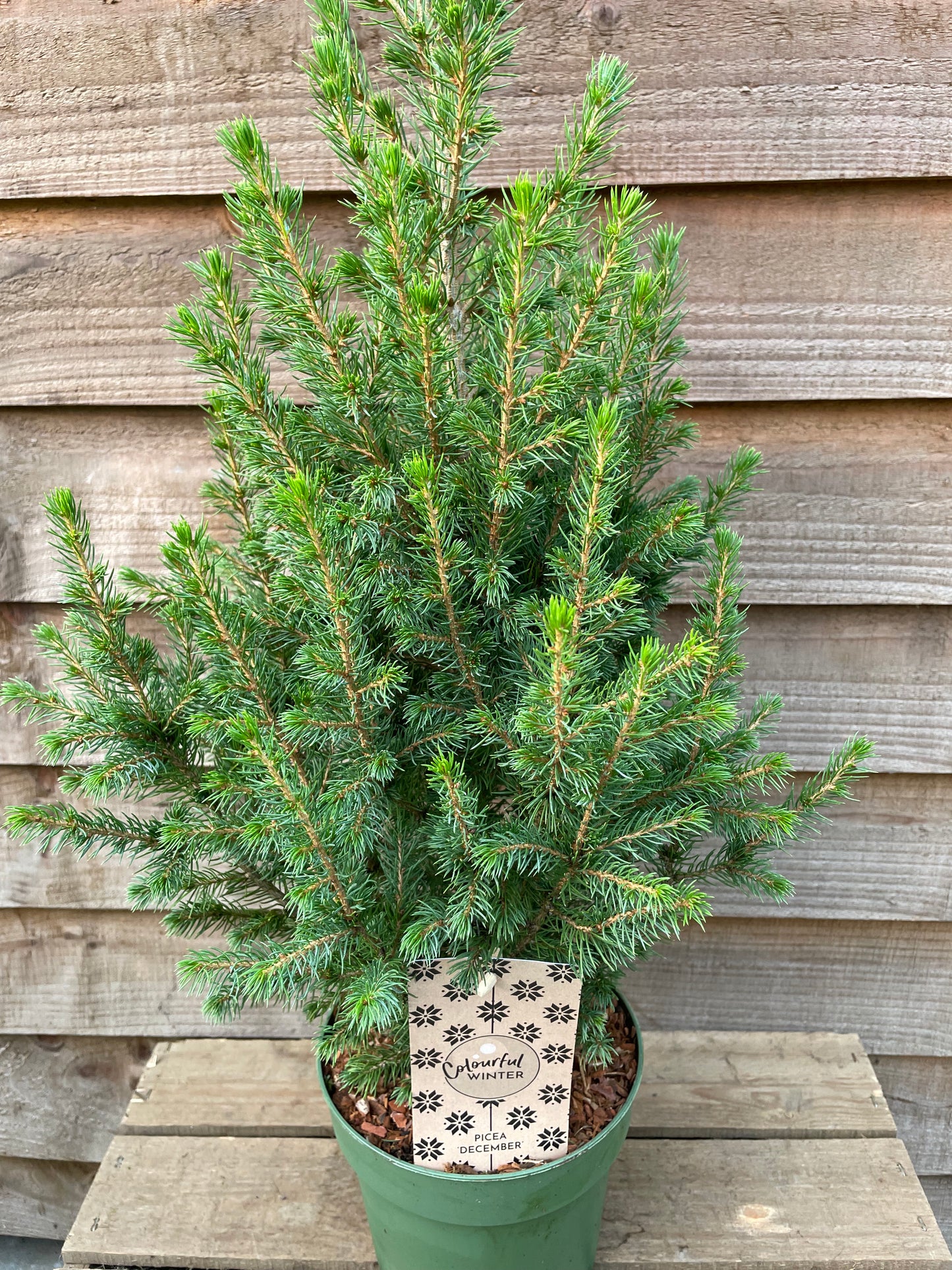 tabletop Christmas tree