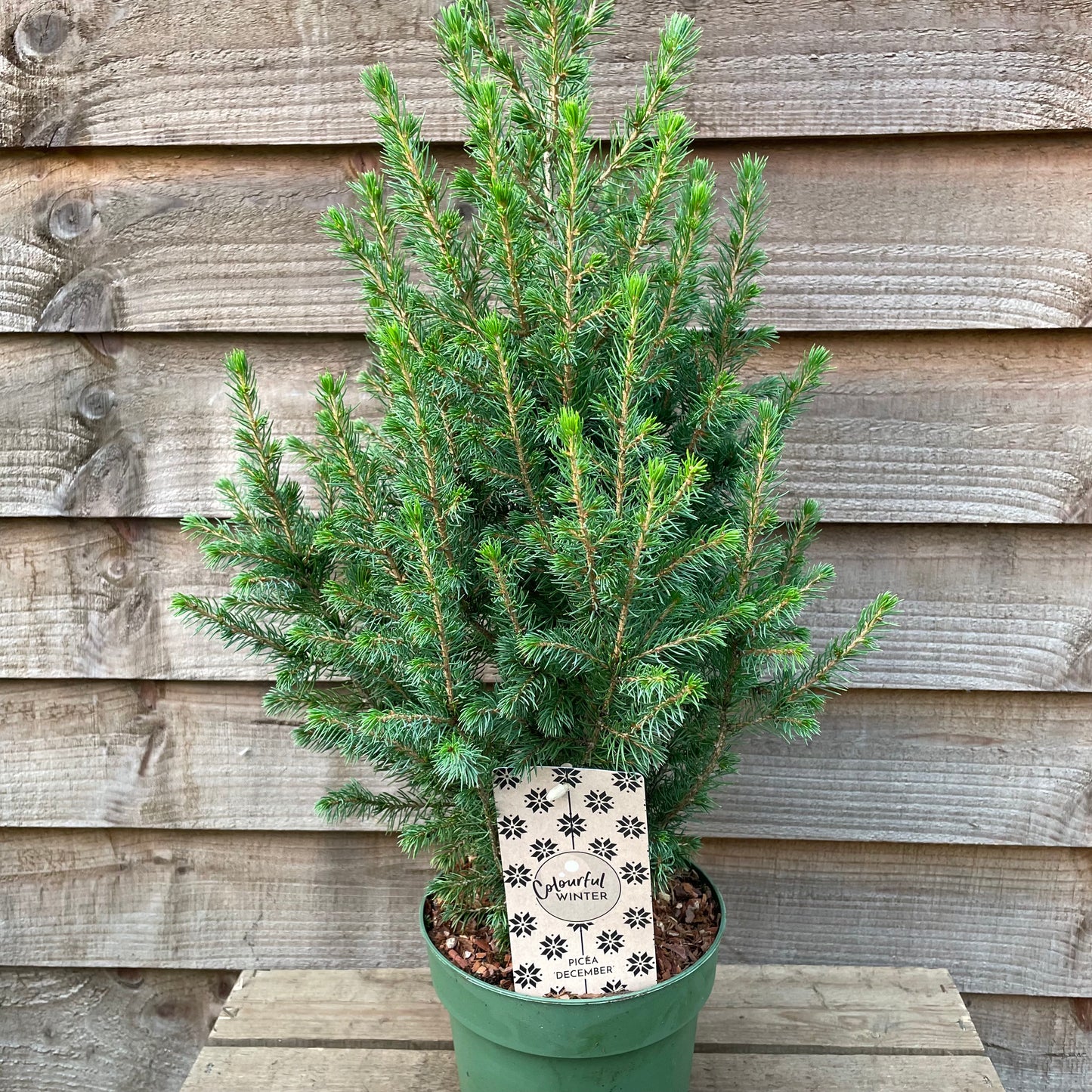 tabletop Christmas tree