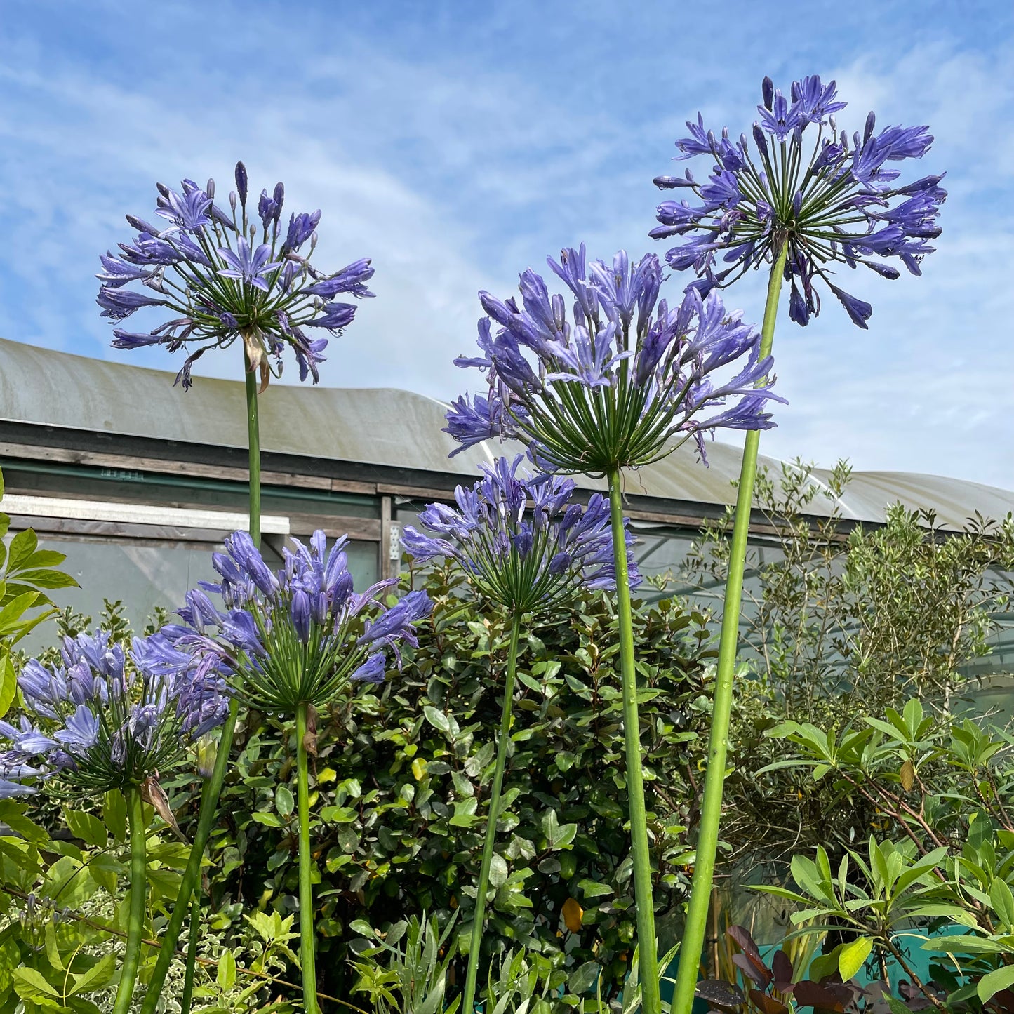 agapanthus big blue plant