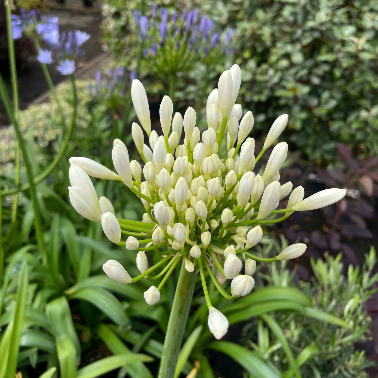 Budding Agapanthus White Plant