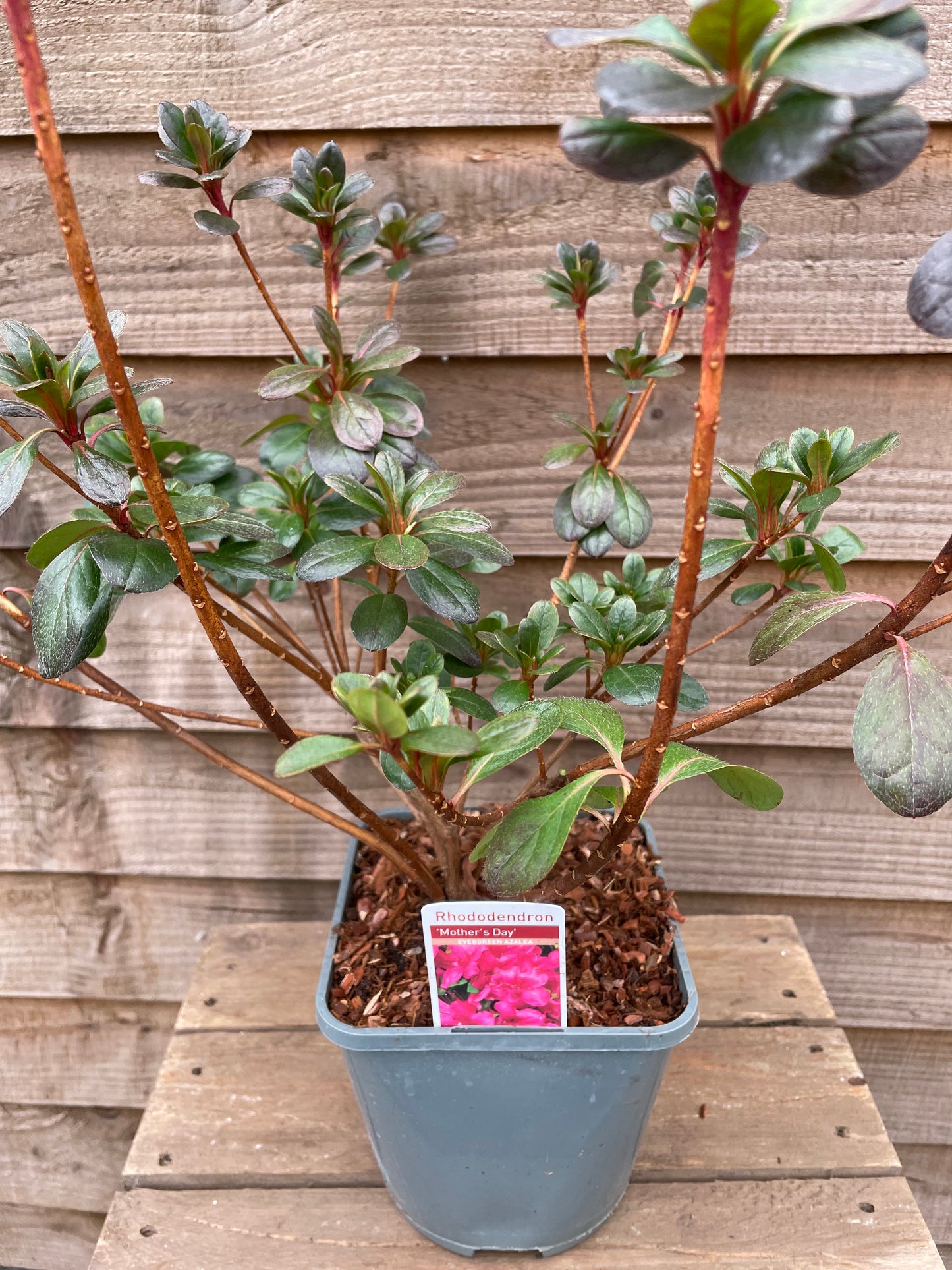 rhododendron mother's day plant