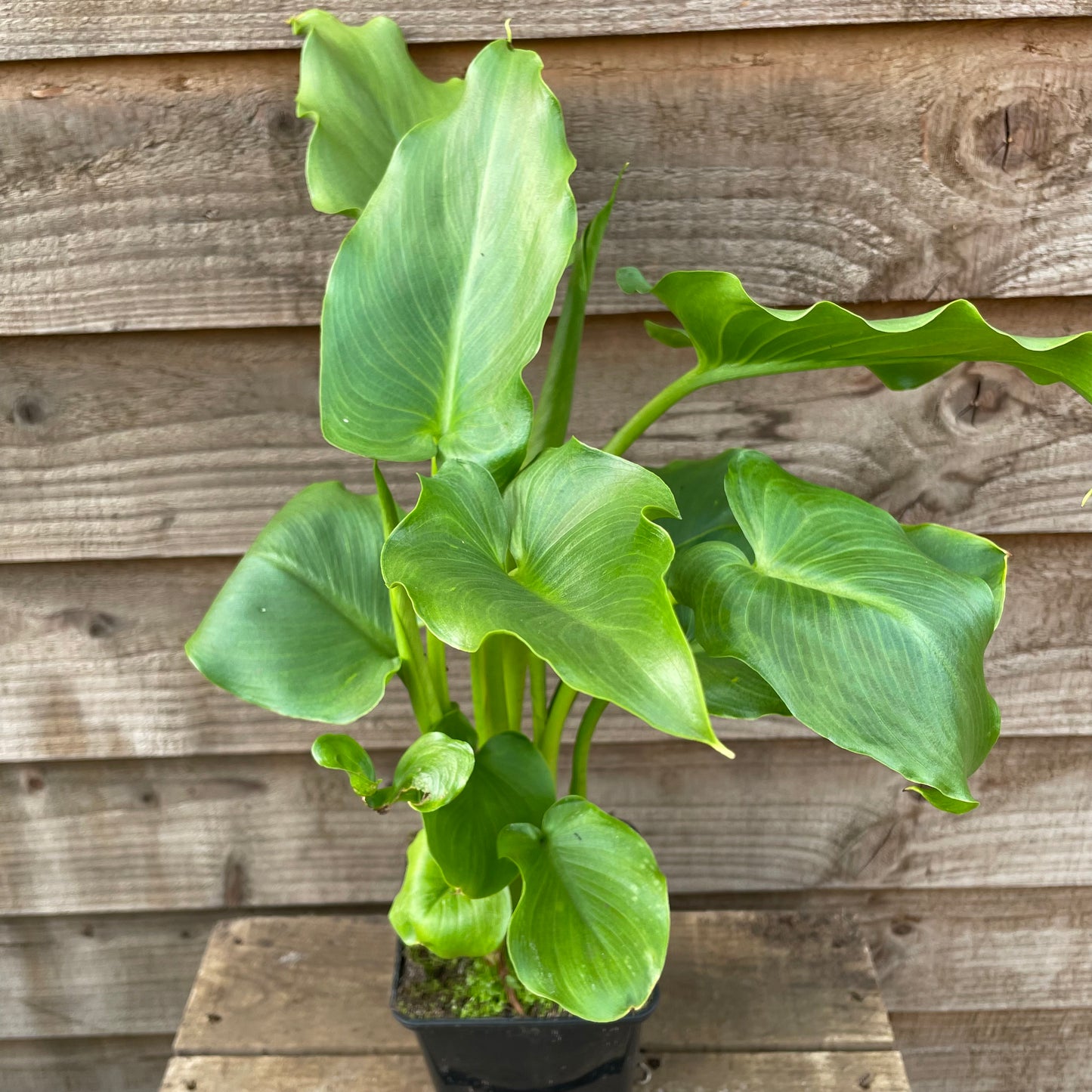 Zantedeschia aethiopica