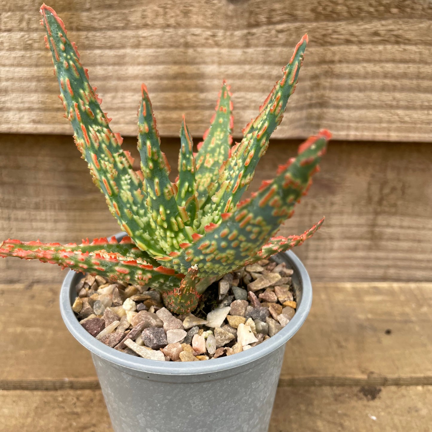 christmas aloe plant in pot