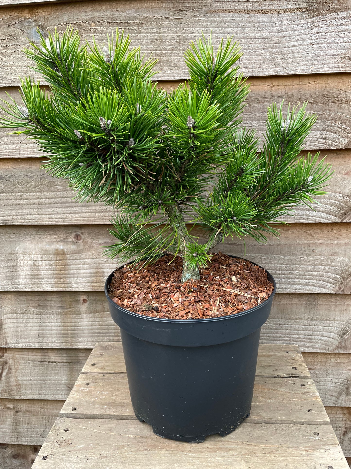 Mugo Pine Tree in a Pot