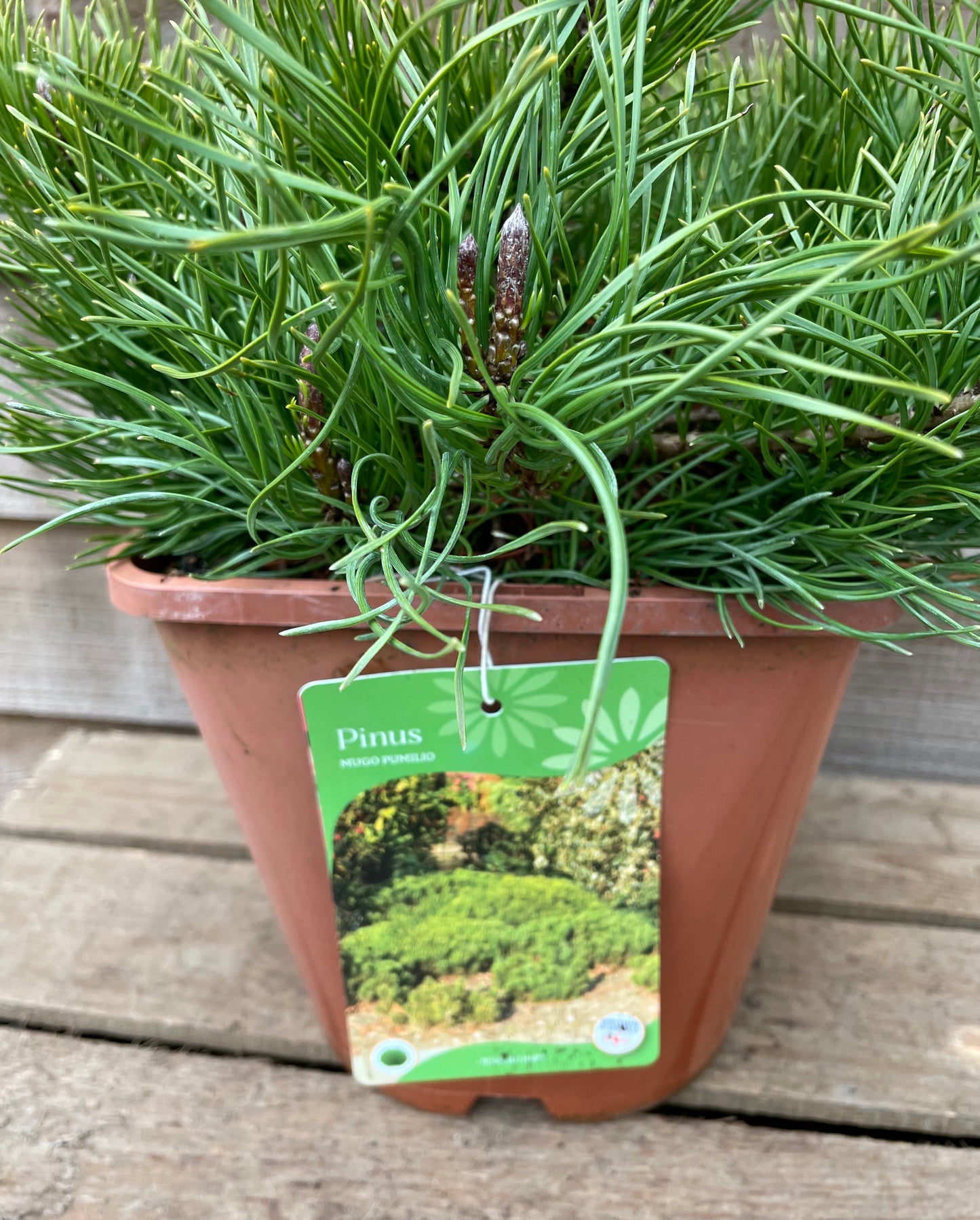 Label on Pinus Mugo Pumilio Plant