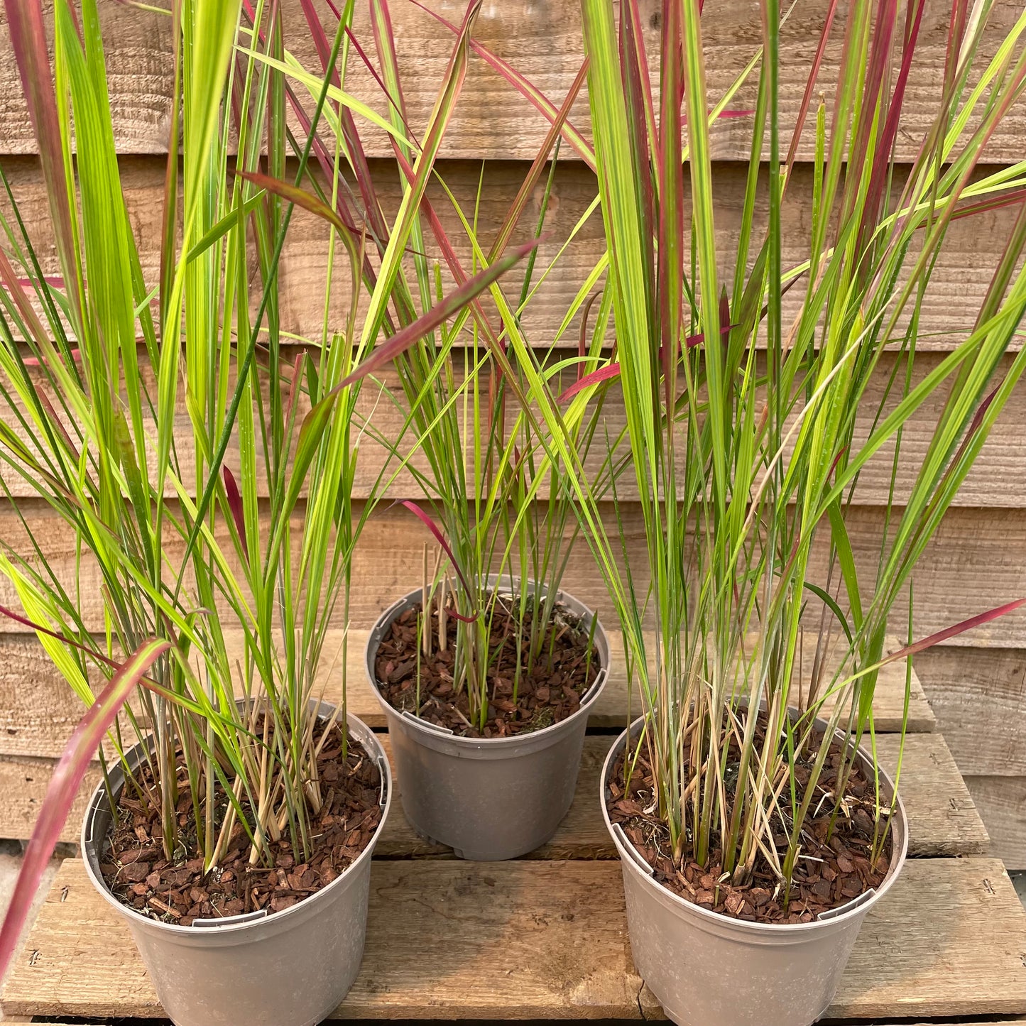Imperata Red Baron