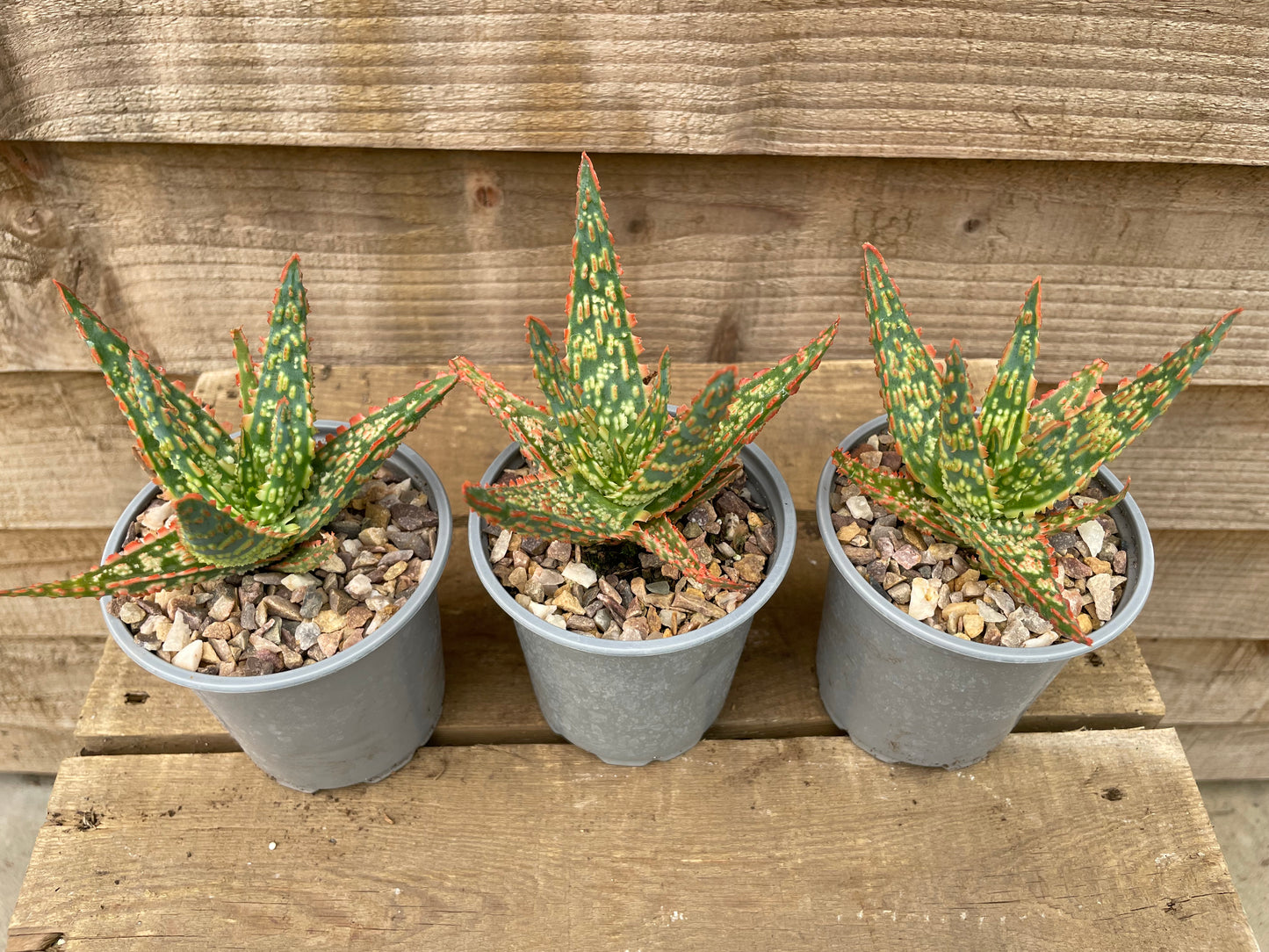 three potted christmas aloe plants