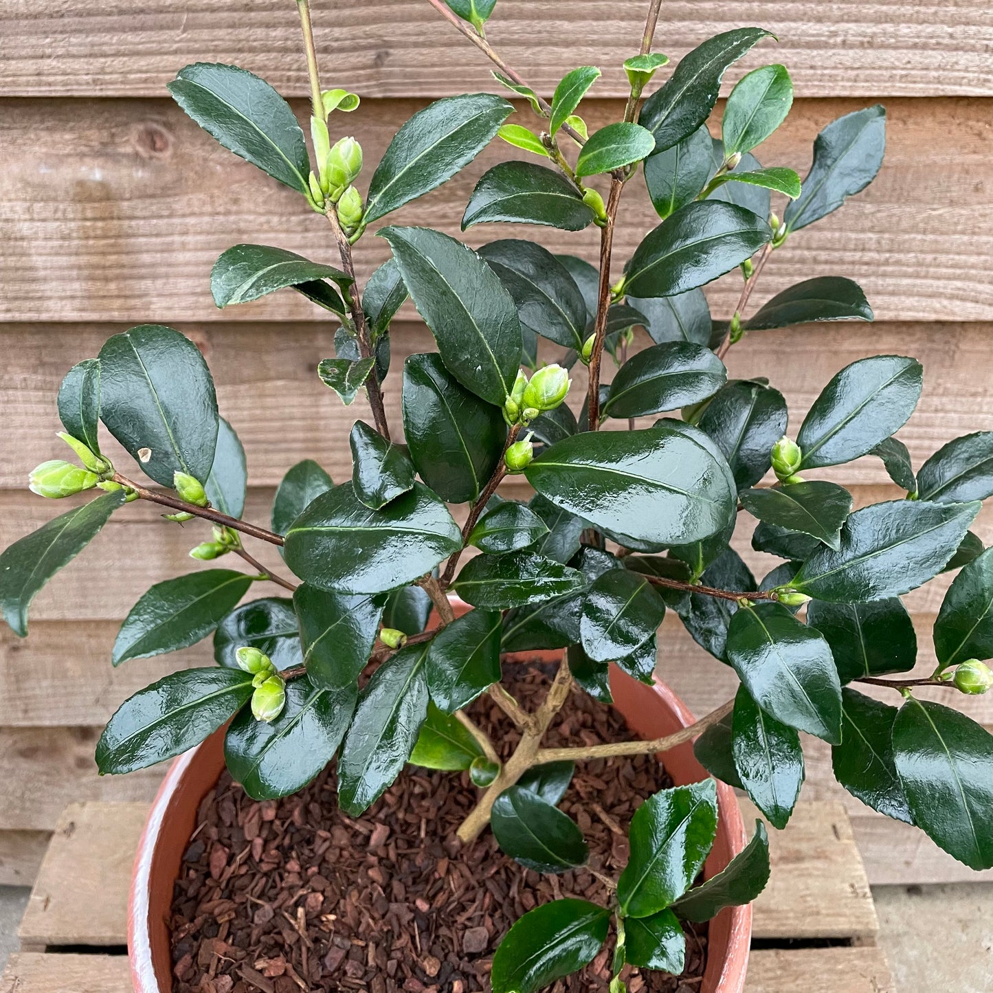 budding camellia yuletide