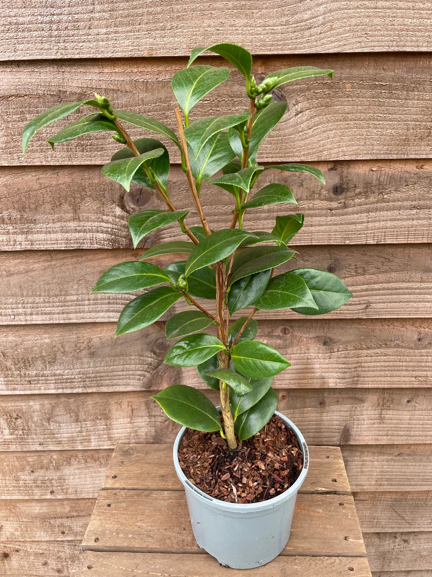 Green Leaves on Camellia Golden Anniversary Plant