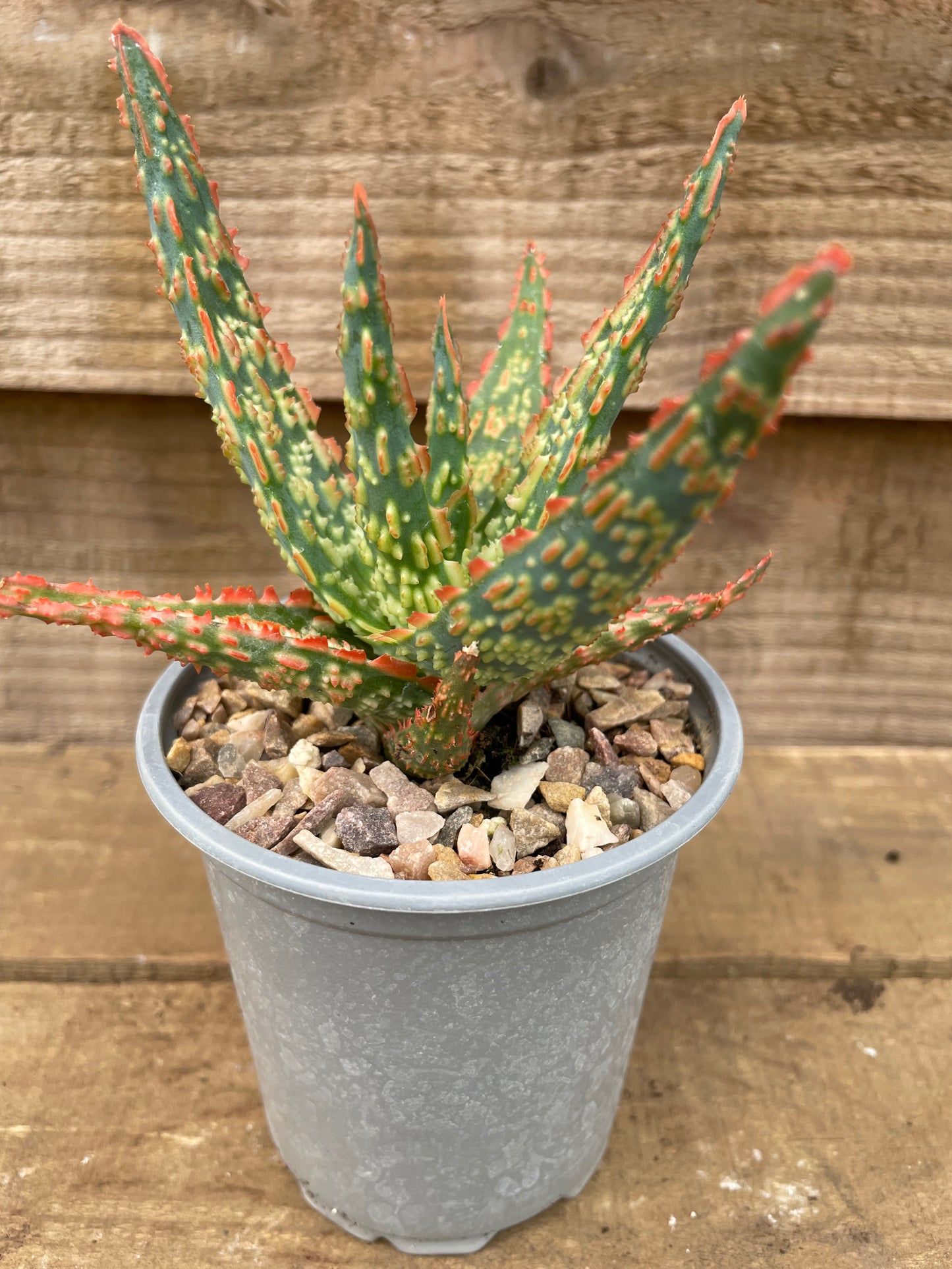 potted christmas aloe plant