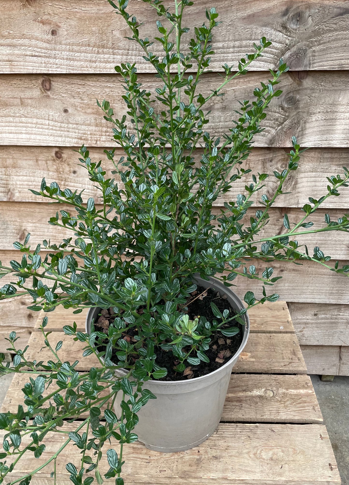 Ceanothus Skylark