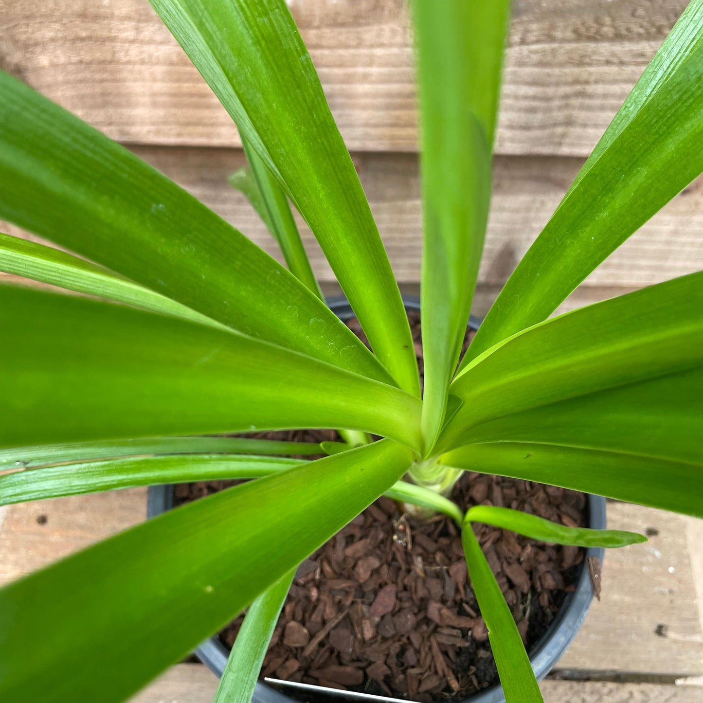 Green leaves on agapanthus big blue
