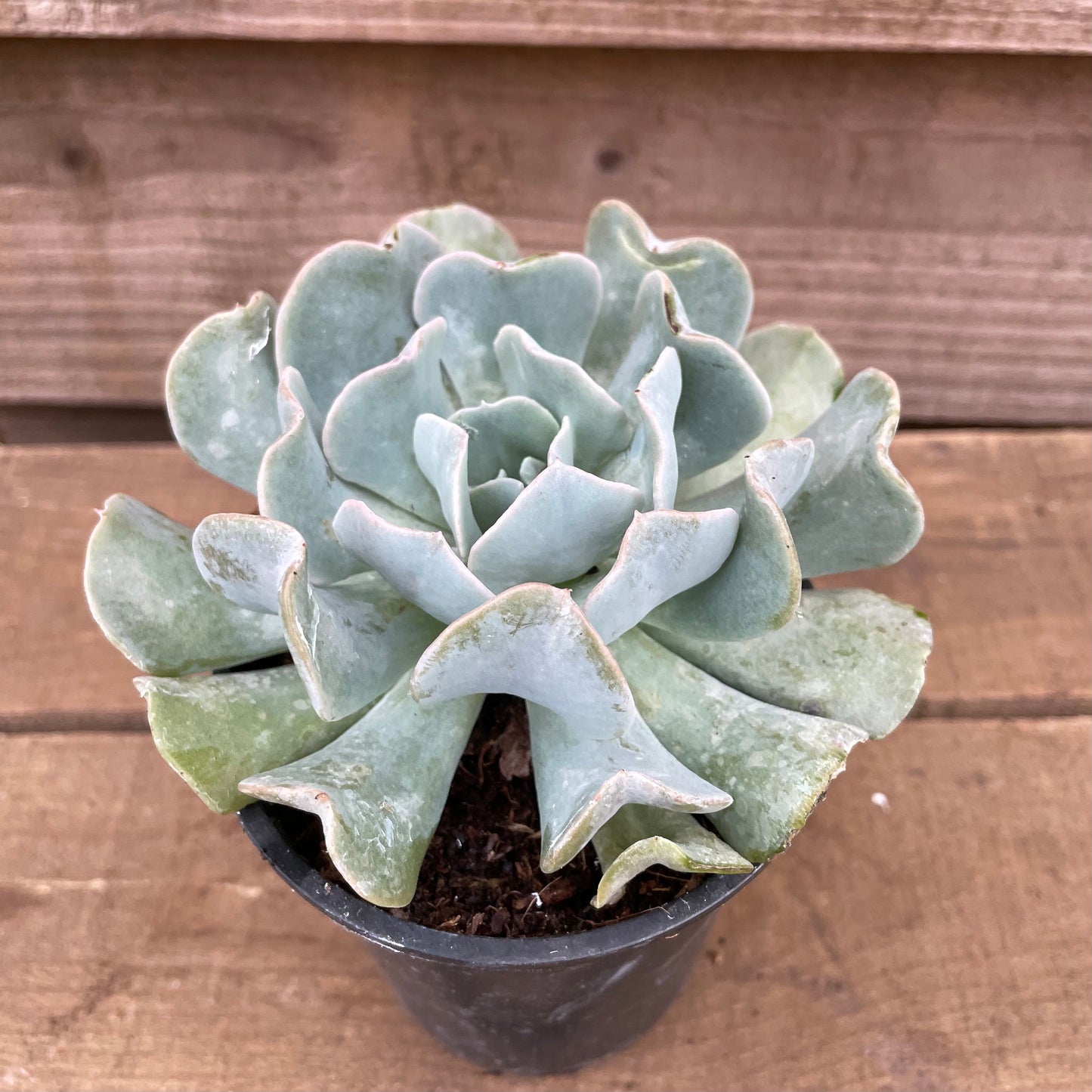 Echeveria Topsy Turvey Glaucus Blue Succulent Plant