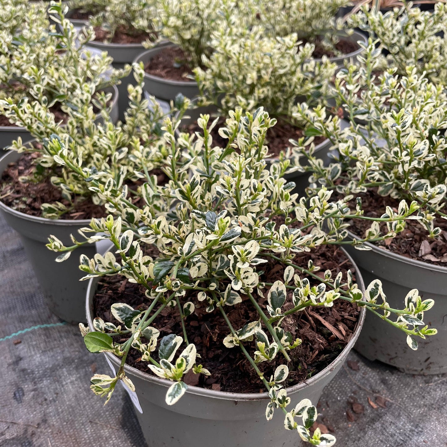 Potted Ceanothus Impressus Cool Blue Plants
