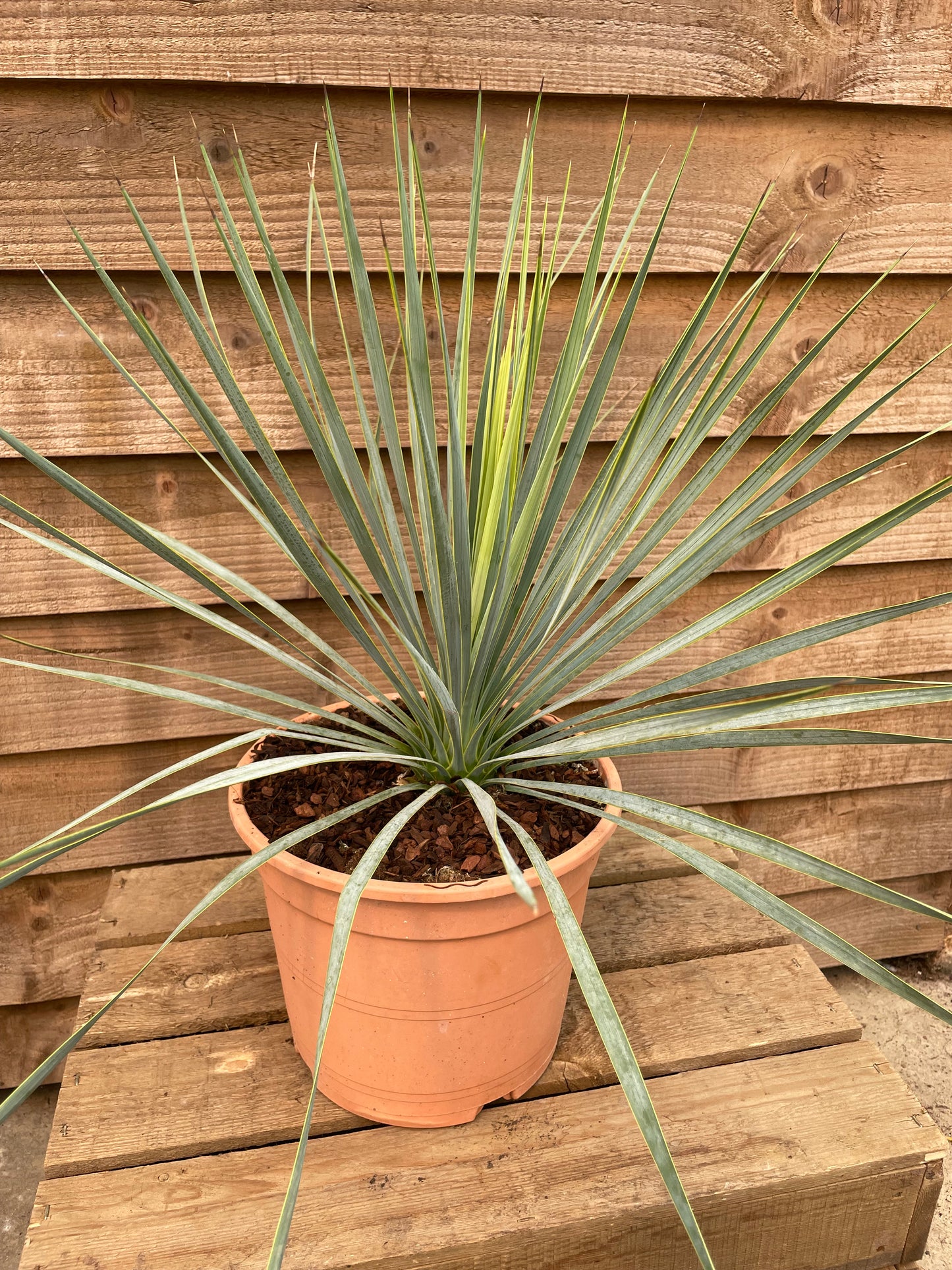 pot of yucca rostrata