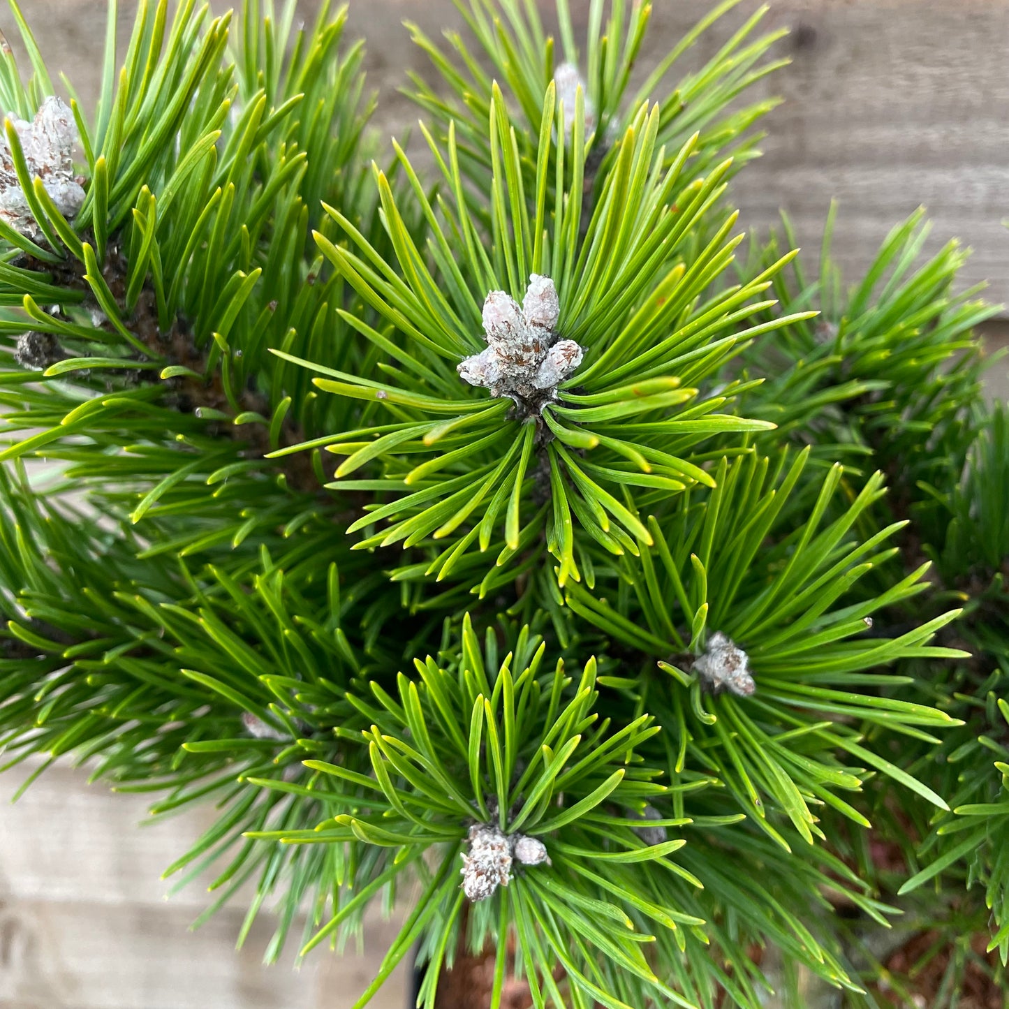 mugo pine needles