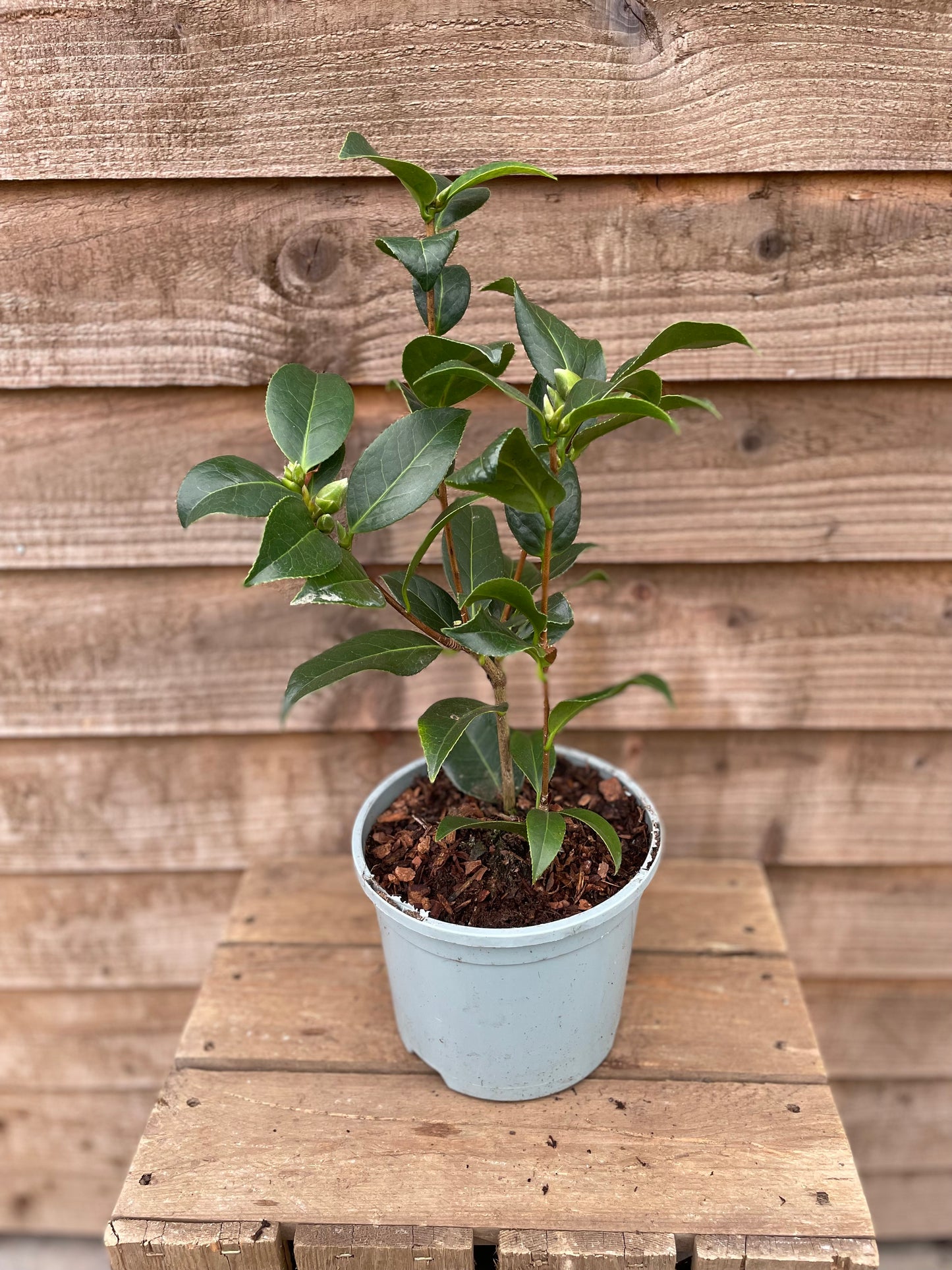Potted Camellia Williamsii Anticipation