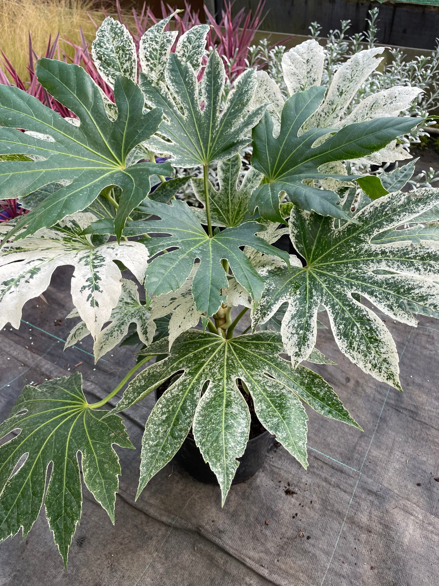 big leaves on fatsia japonica spider's web