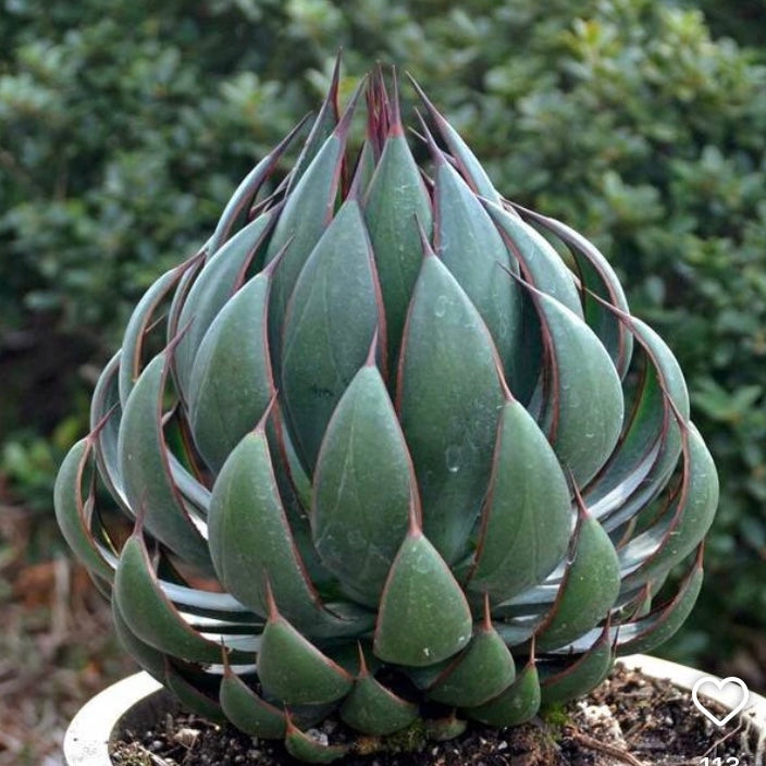 Mangave Praying Hands Plant