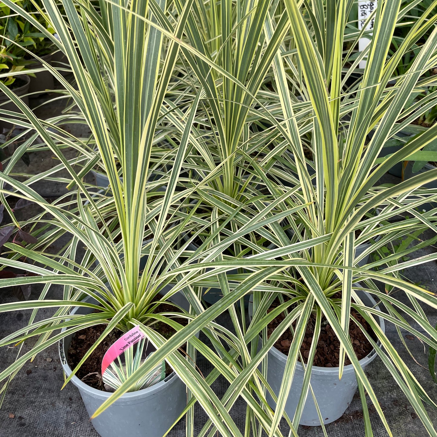 Large Potted Cordyline Lime Passion Plants