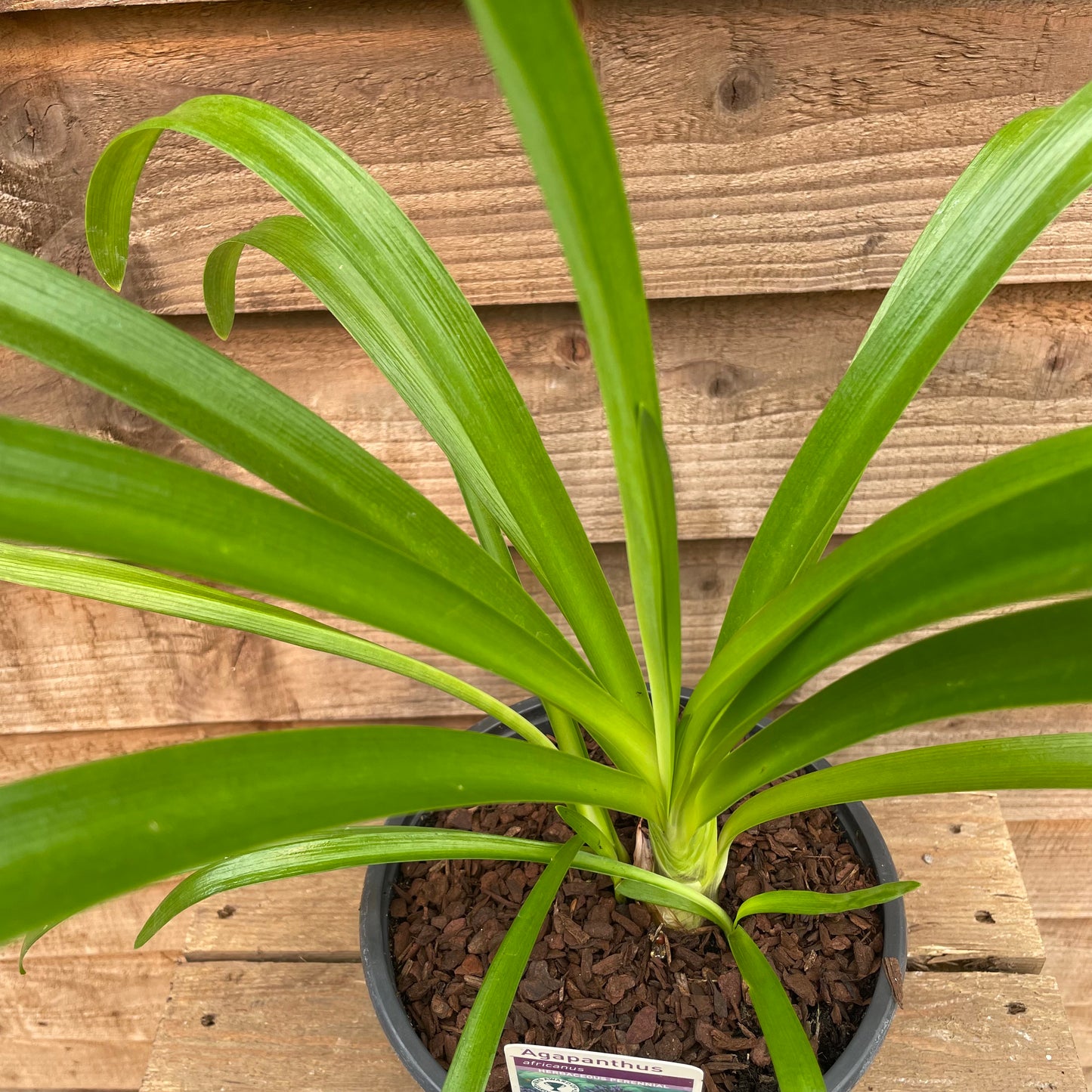 Green leaves on agapanthus big blue pot plant
