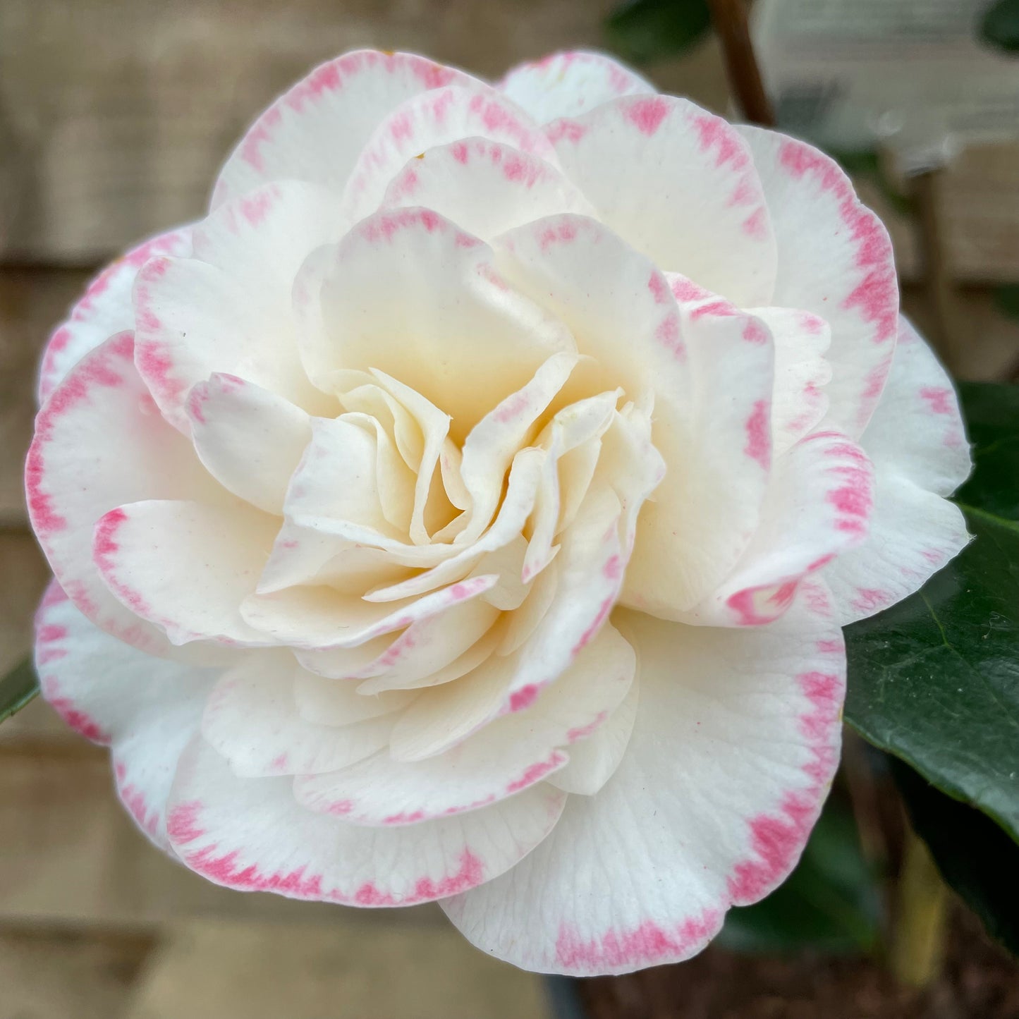 Flower of Camellia Margaret Davis Plant