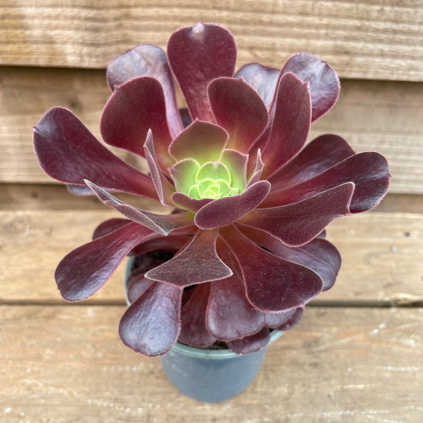 Aeonium Velour Succulent