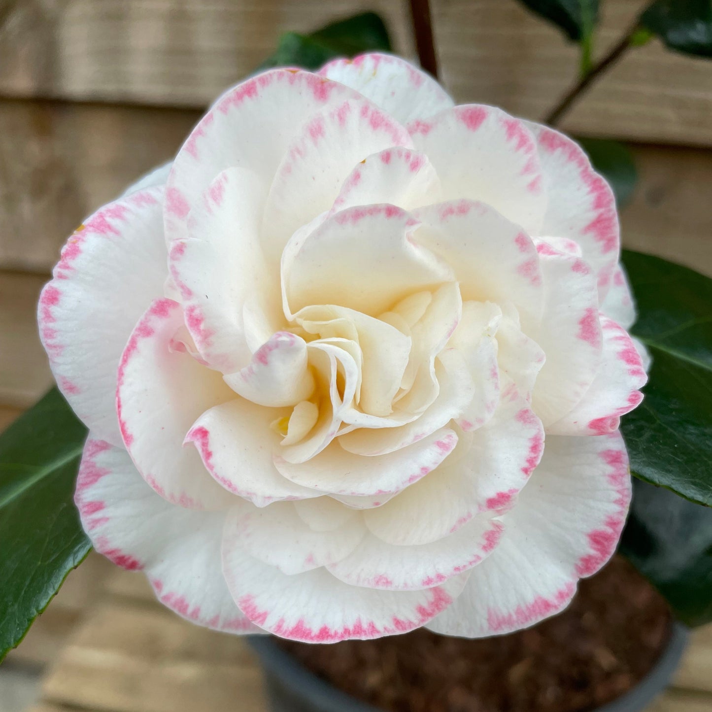 Camellia Margaret Davis Flower