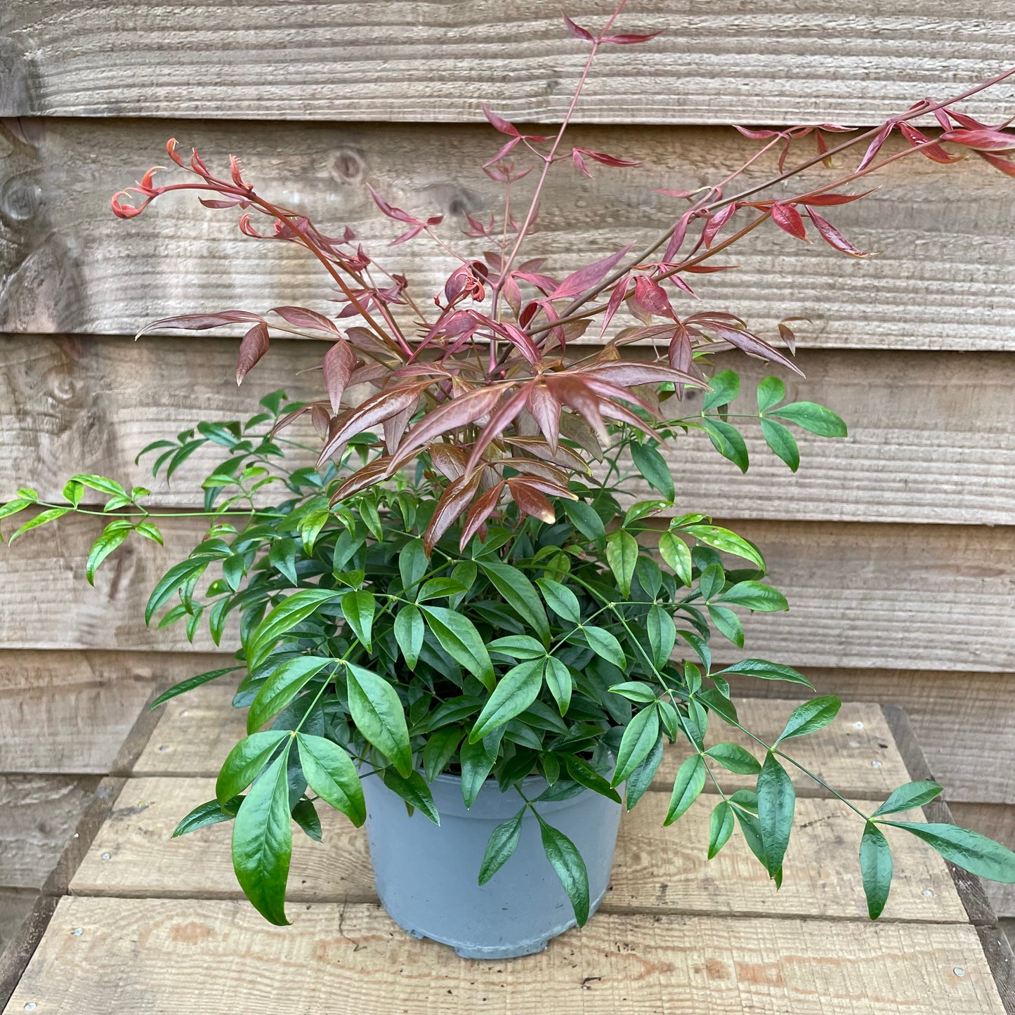 red and green leaves on nandina domestica obsessed plant