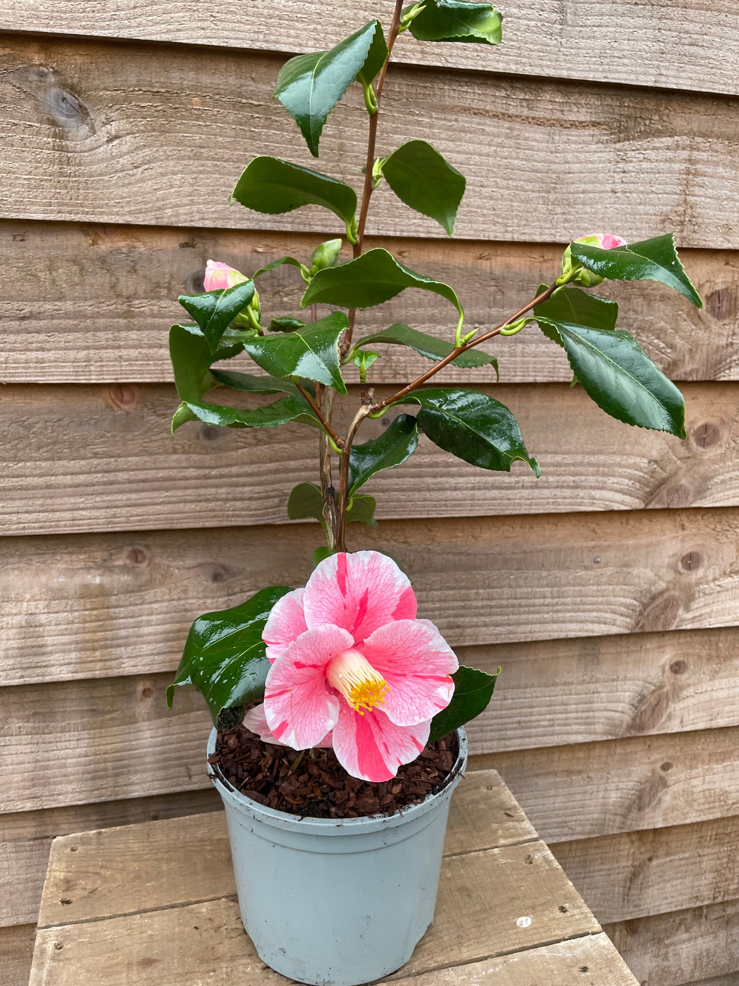 Potted Camellia Tricolour Plant
