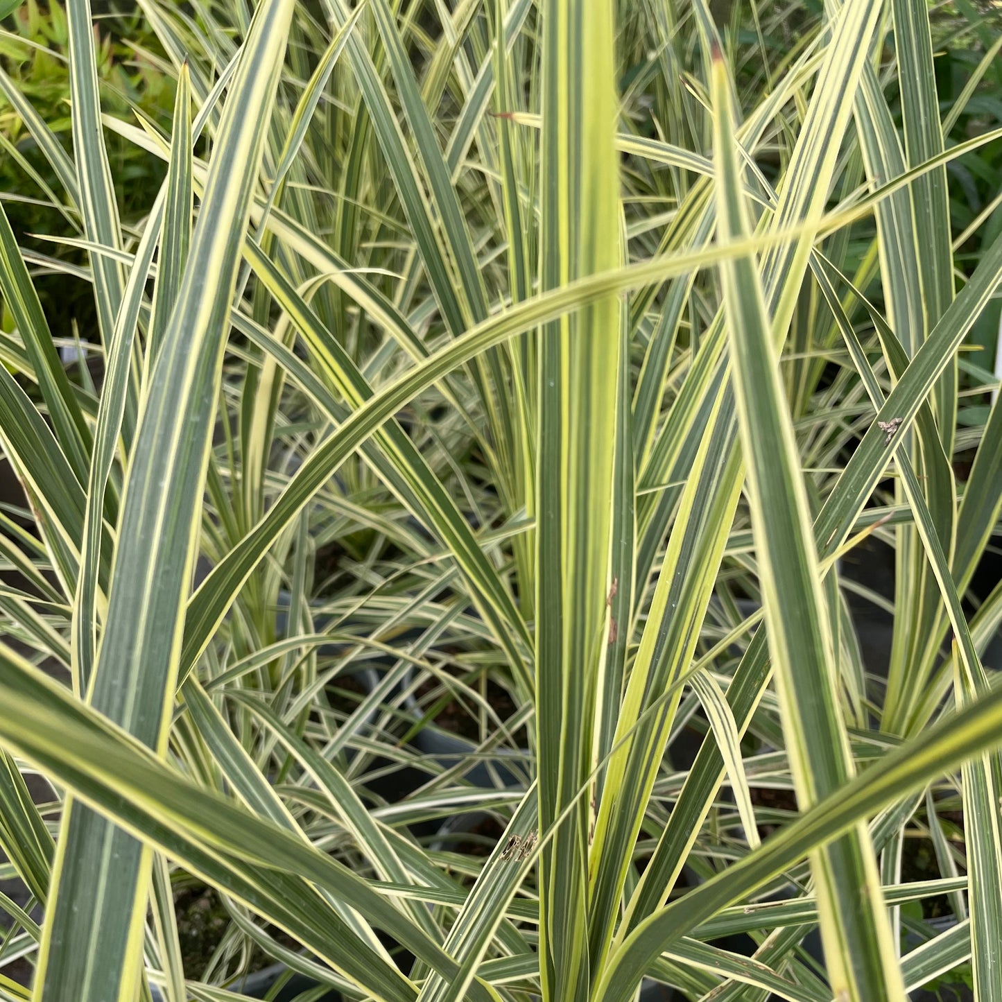Leaves on Cordyline Lime Passion