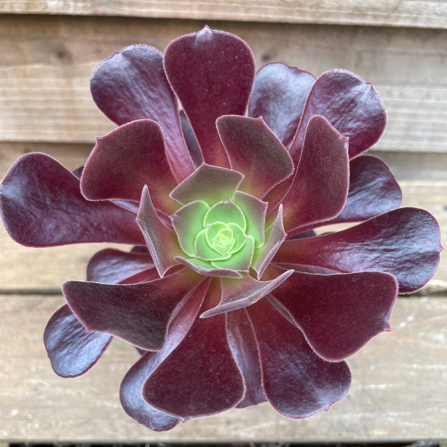 Leaves on Aeonium Velour Plant
