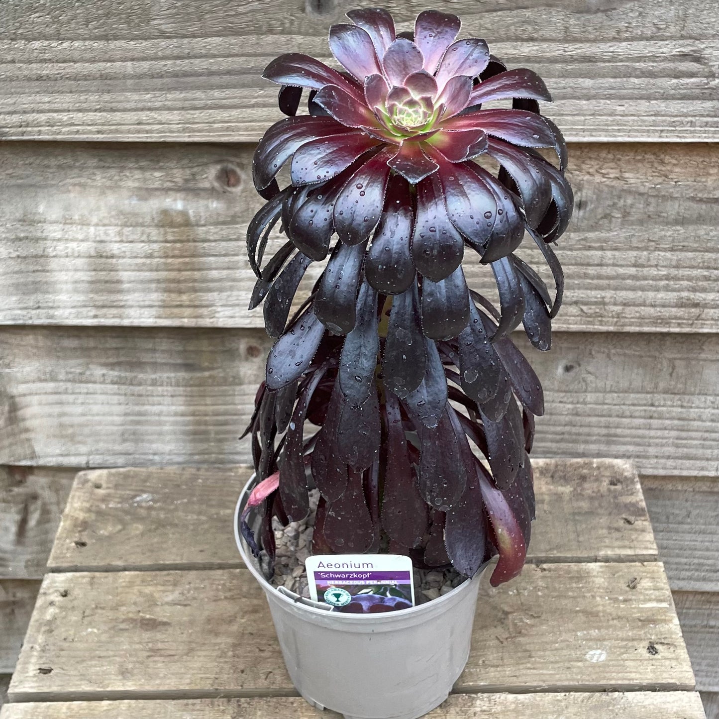 Aeonium Schwartzkopf