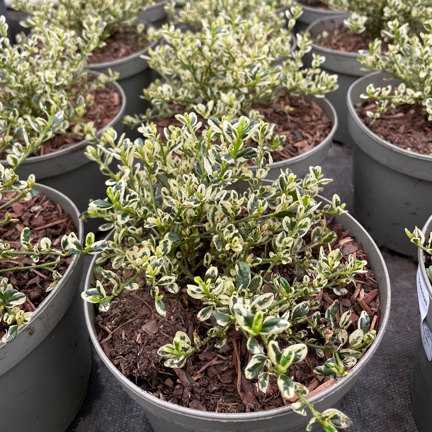 Pots of Ceanothus Impressus Cool Blue Plants